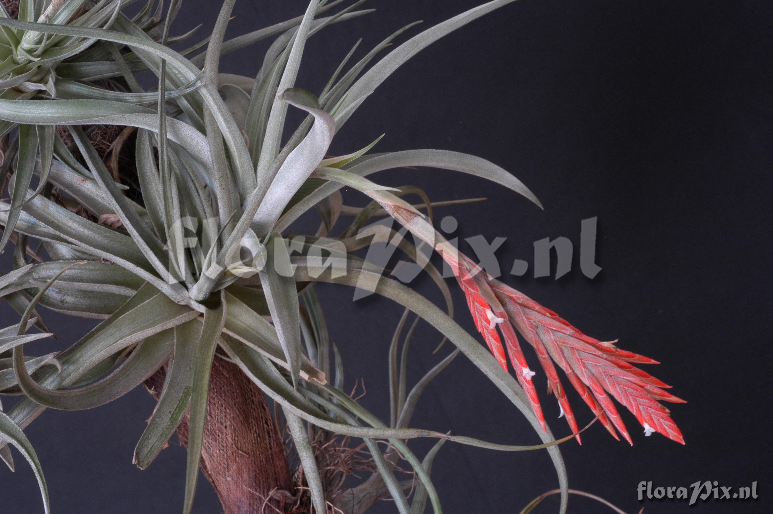 Tillandsia didisticha