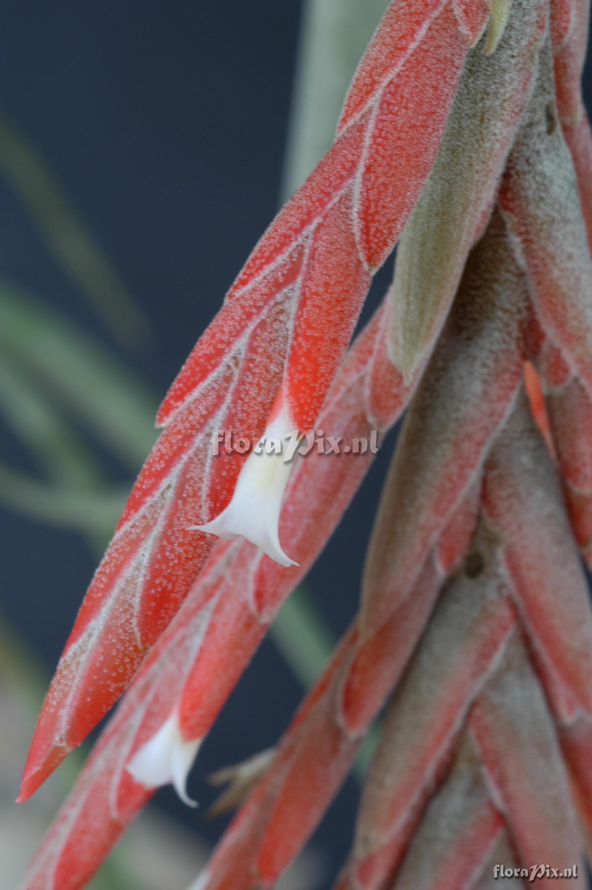 Tillandsia didisticha