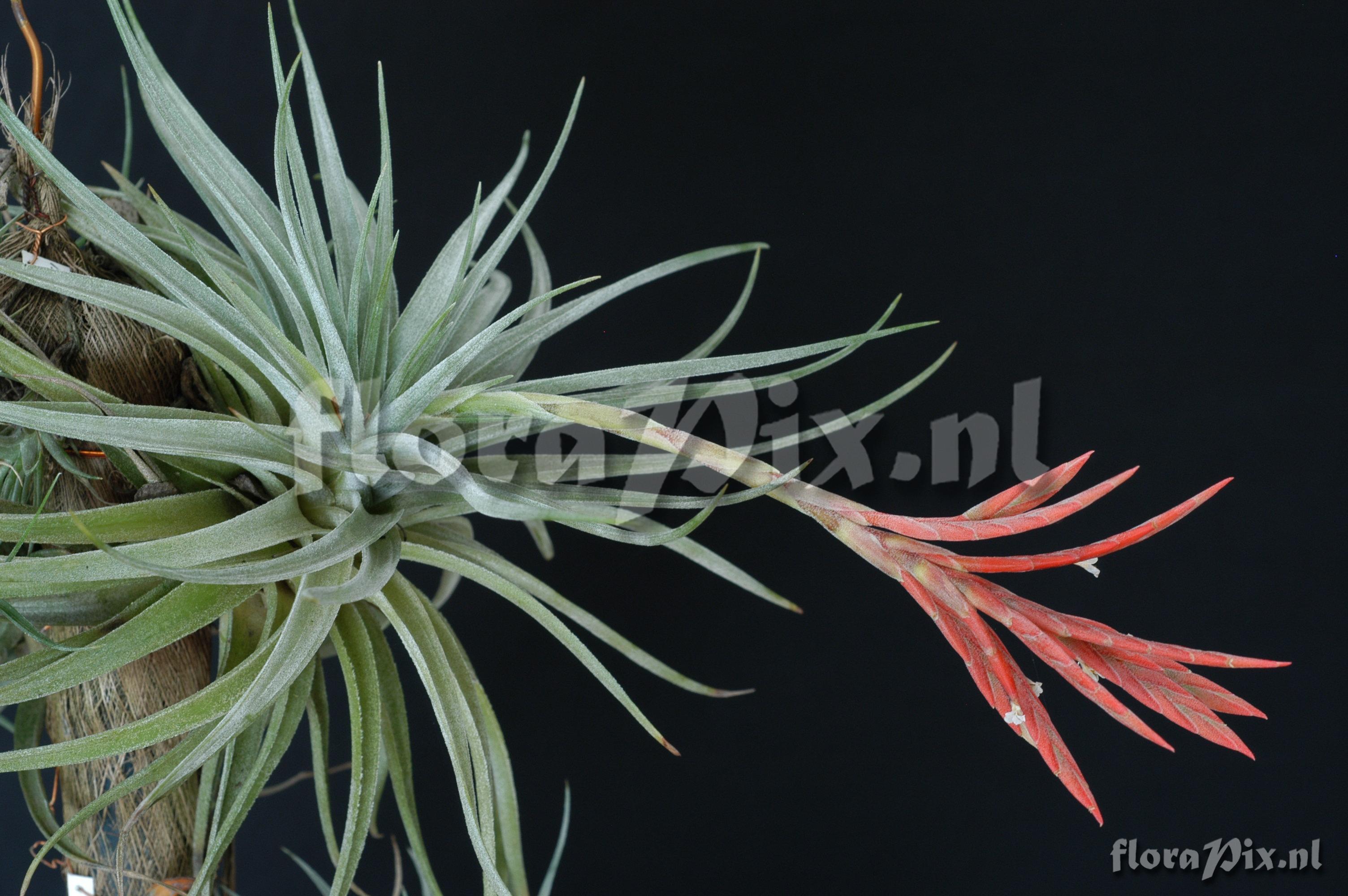 Tillandsia didisticha