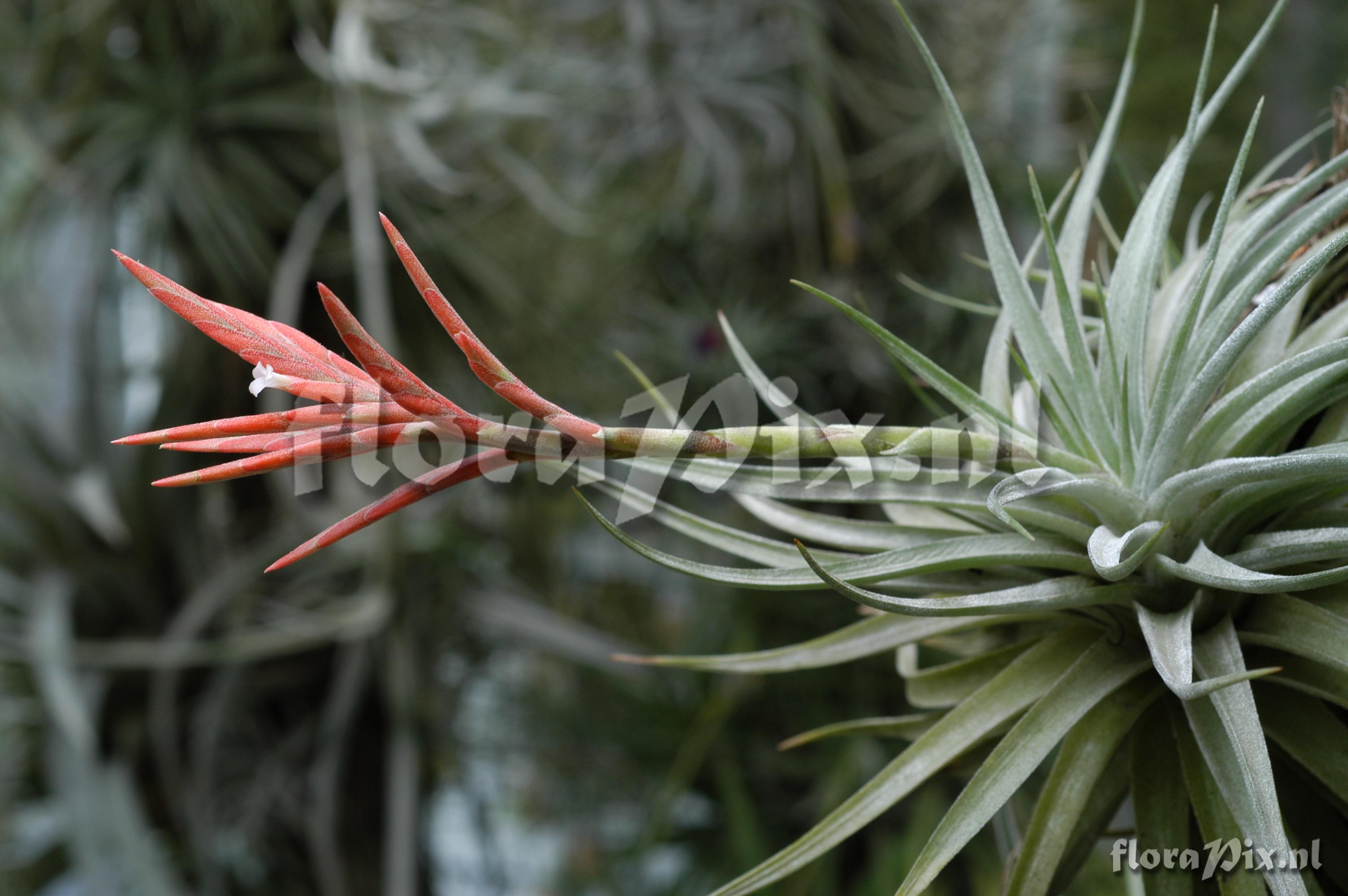 Tillandsia didisticha