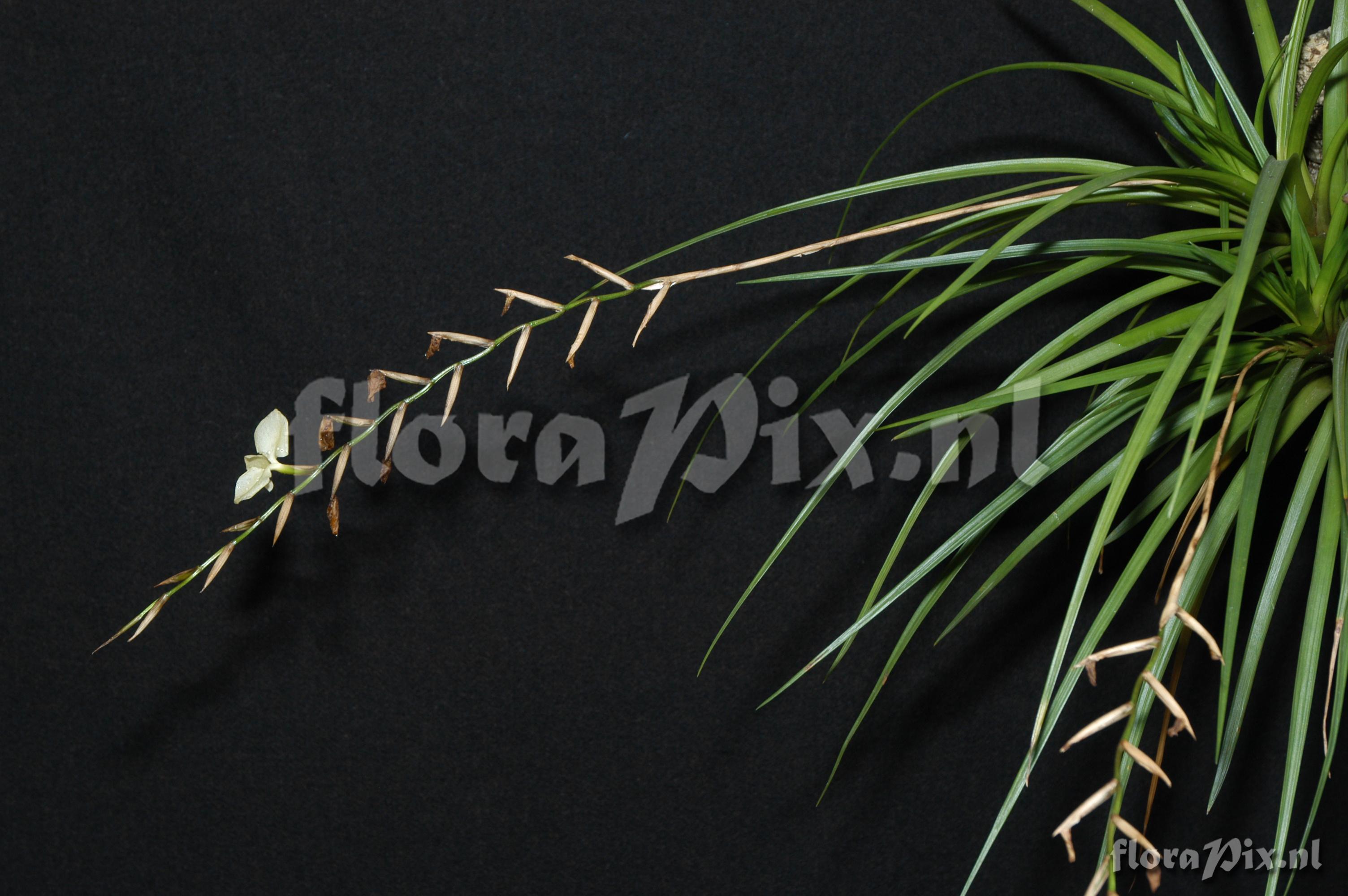 Tillandsia dodsonii