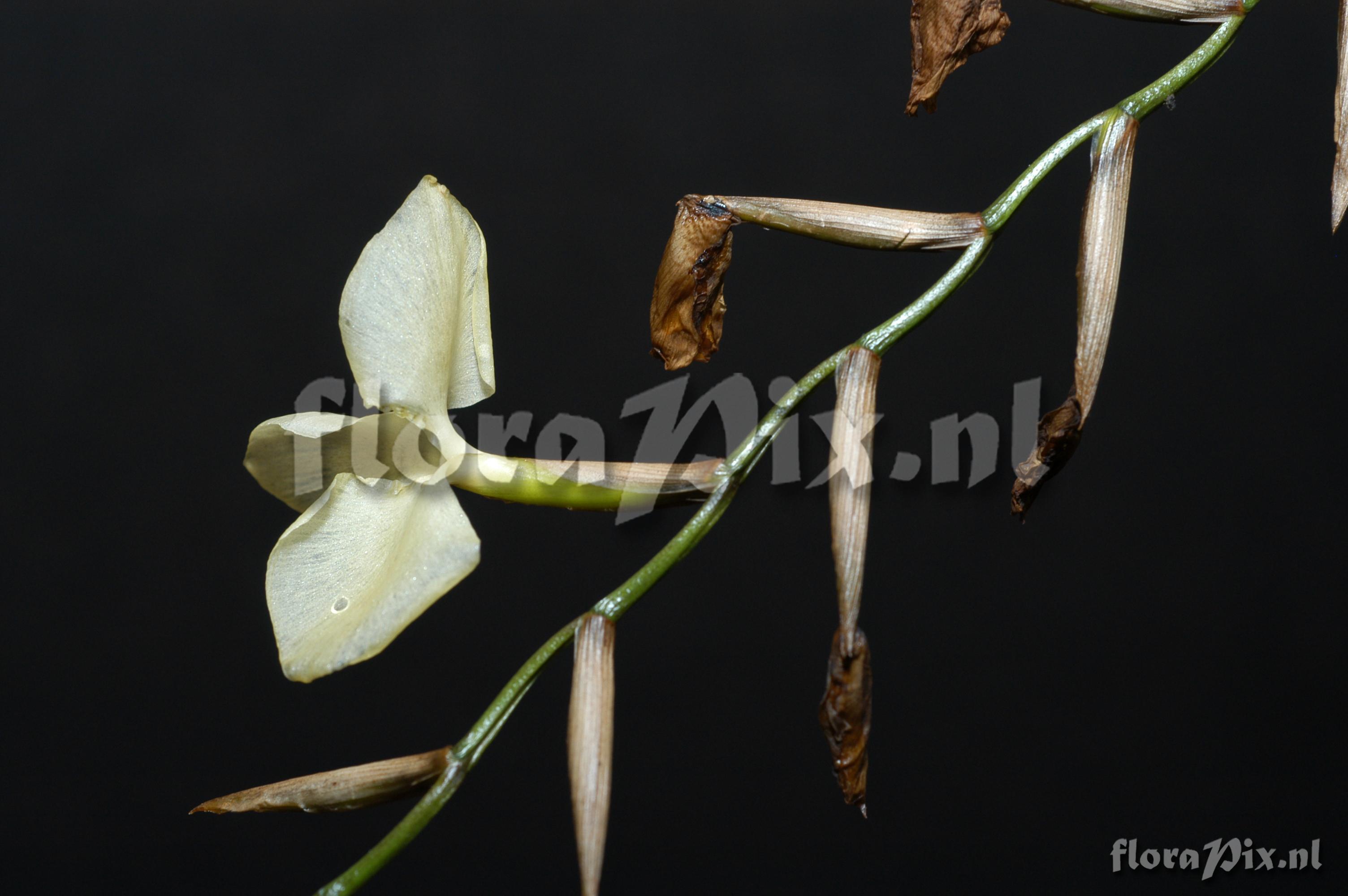 Tillandsia dodsonii