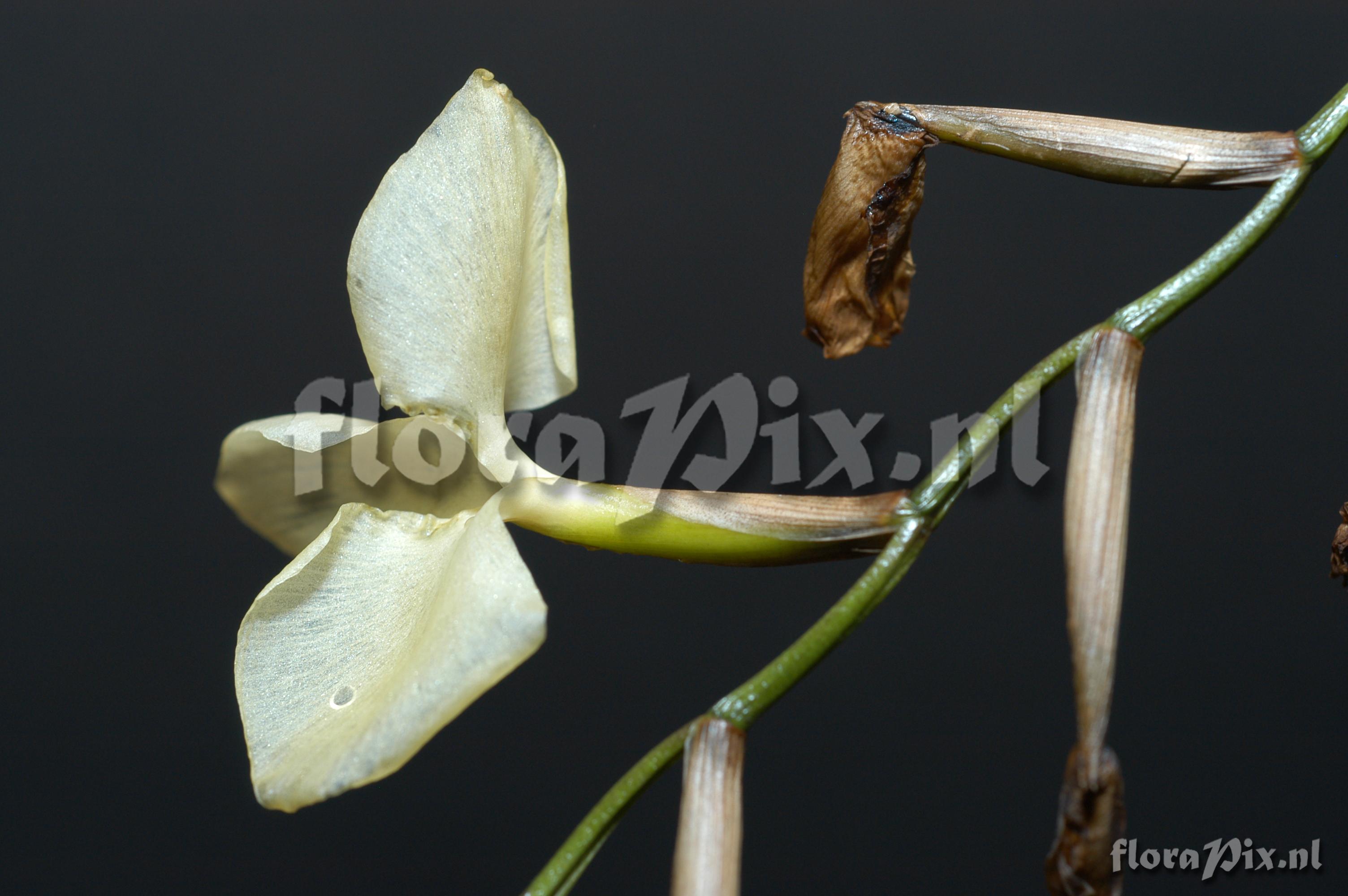 Tillandsia dodsonii