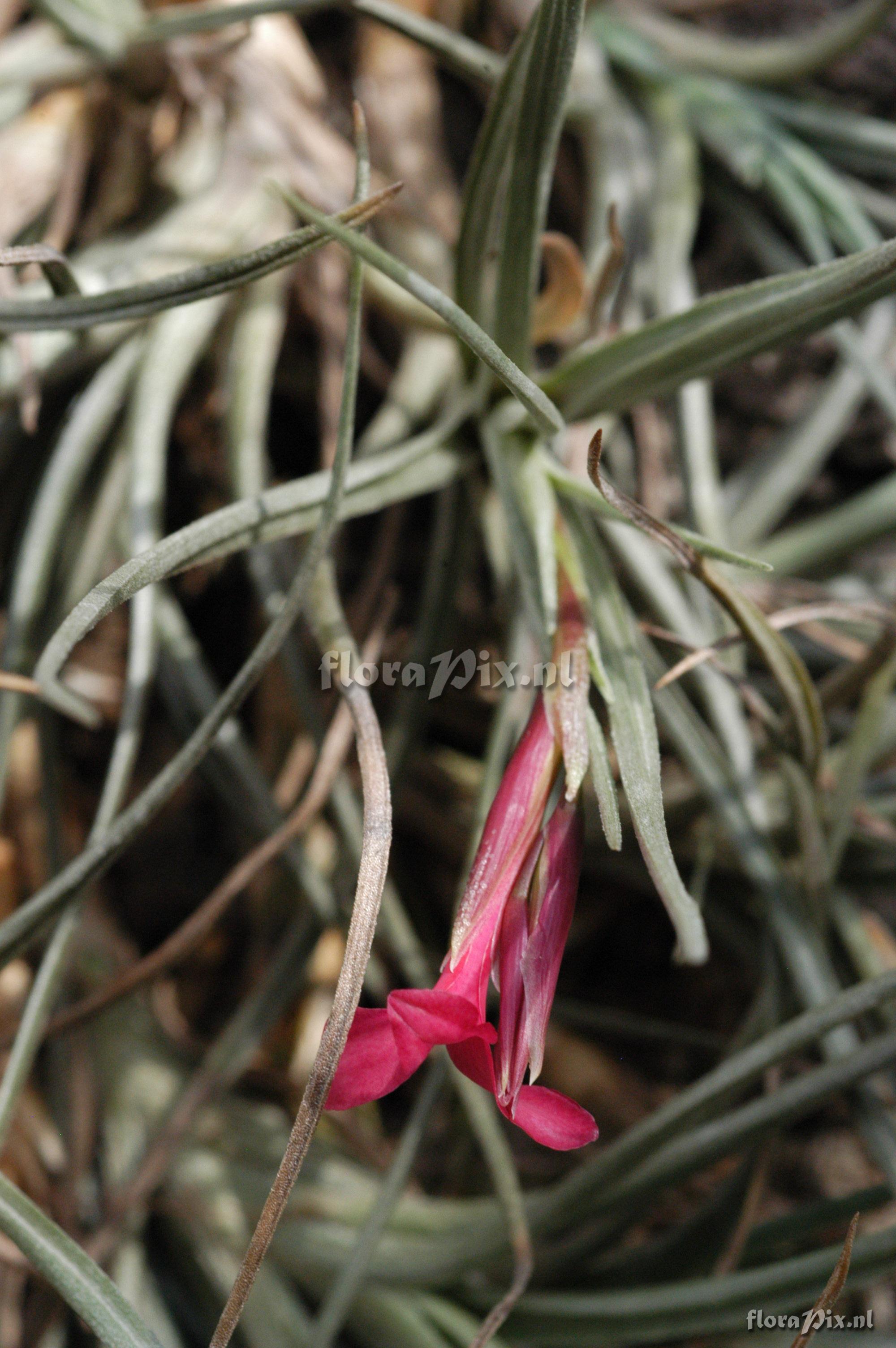 Tillandsia dorotheae