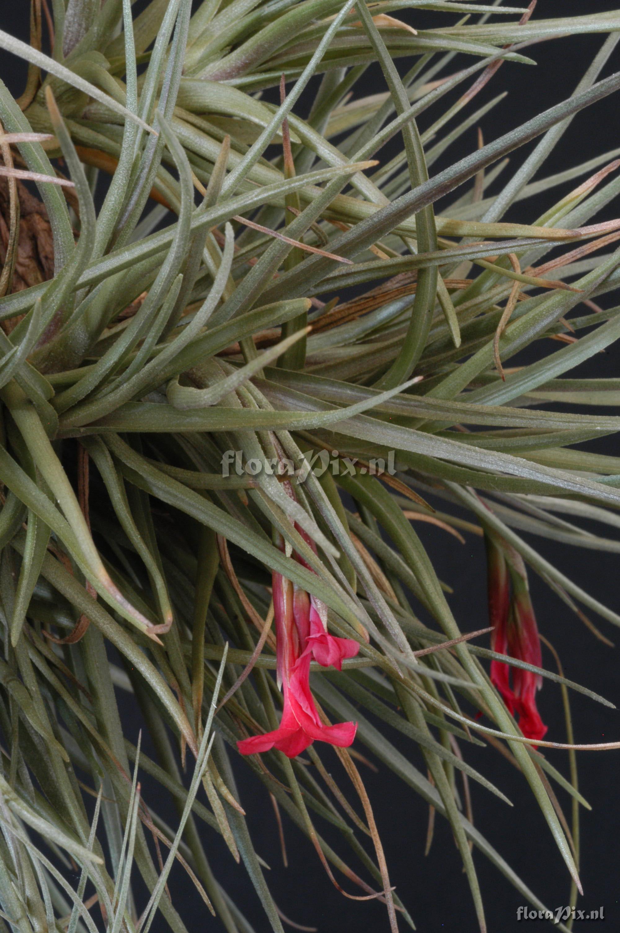 Tillandsia dorotheae