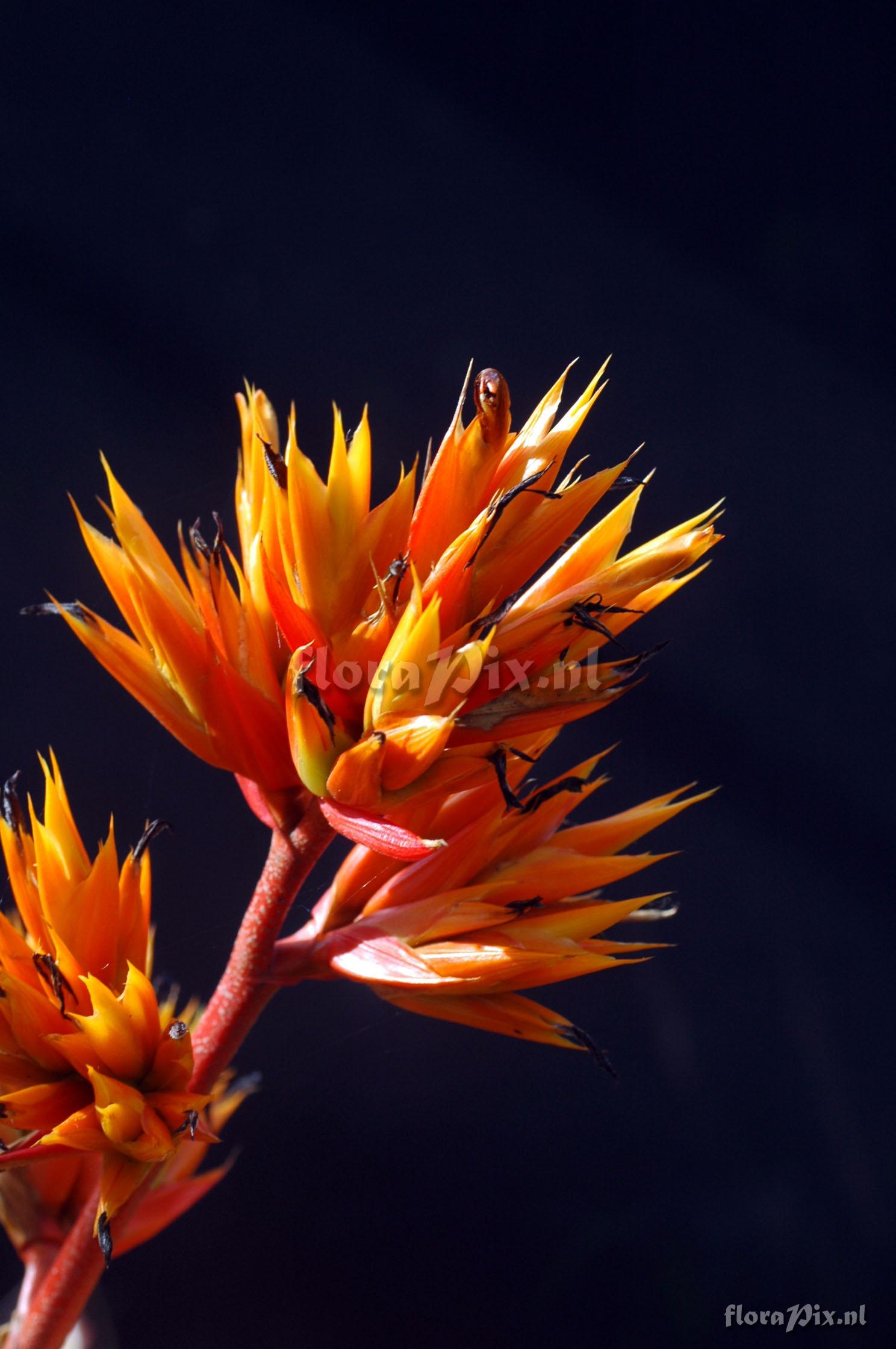 Aechmea mulfordii