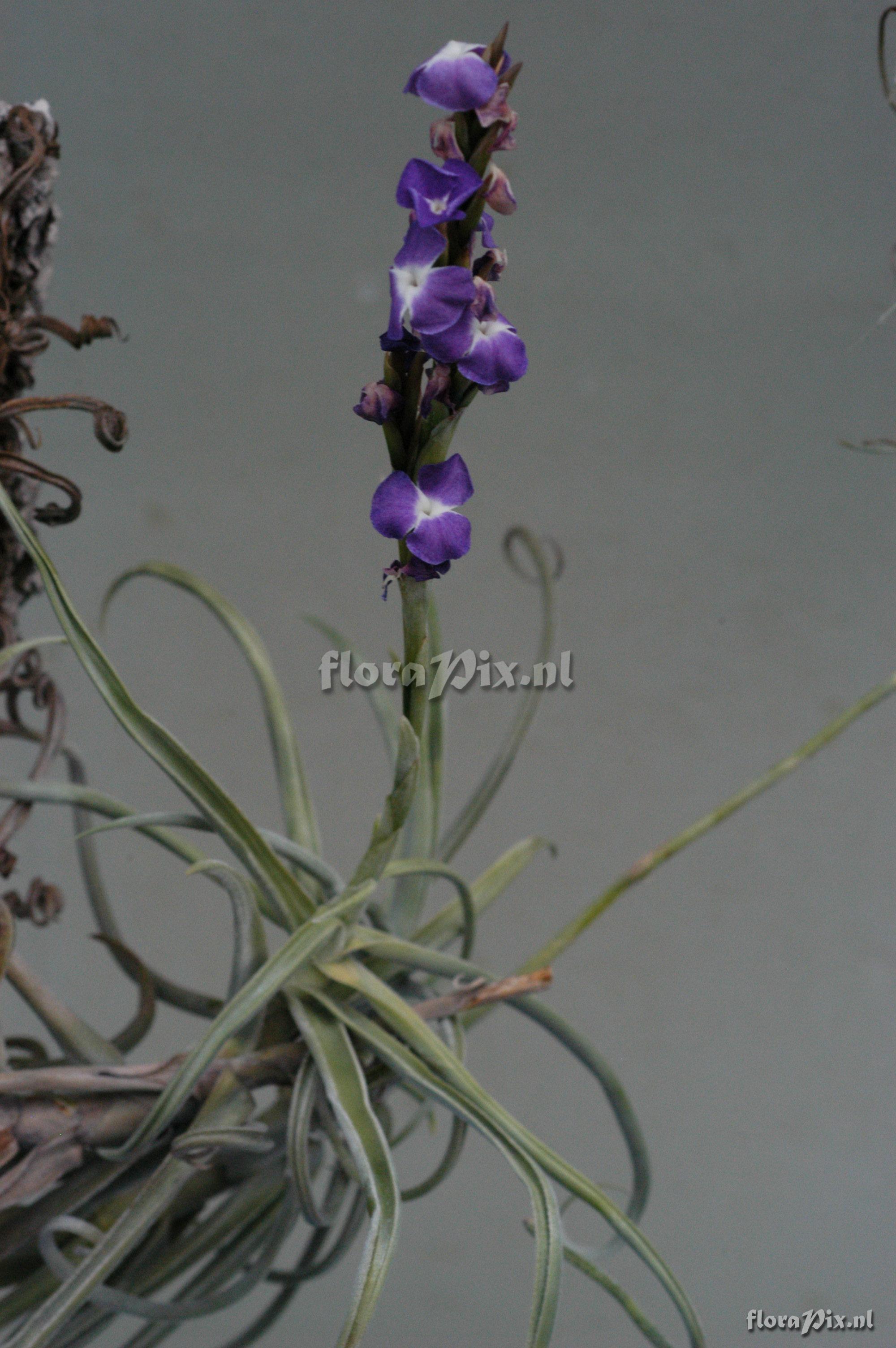 Tillandsia duratii var. duratii