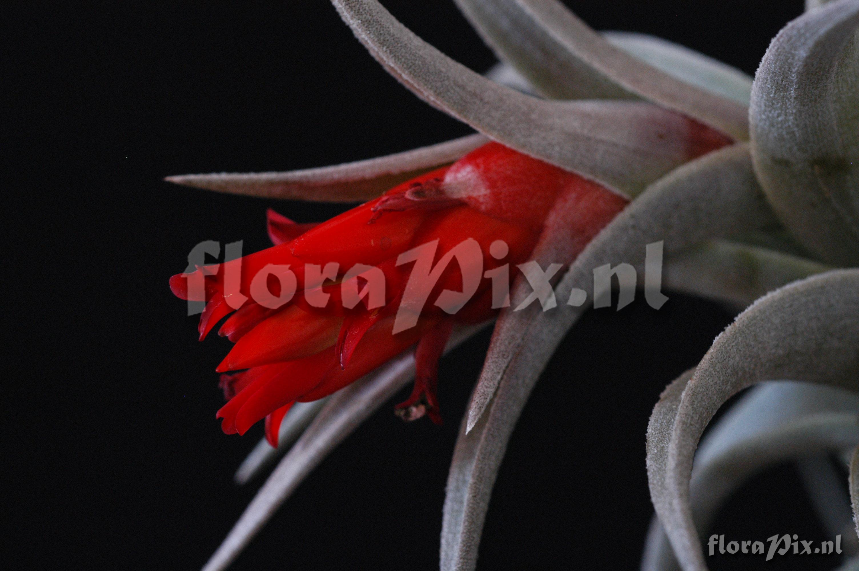 Tillandsia edithae