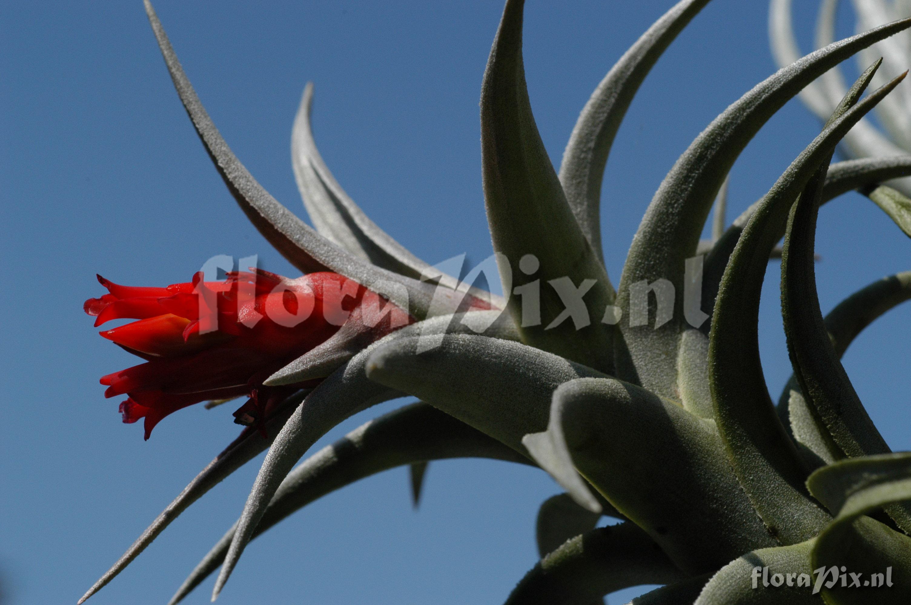 Tillandsia edithae