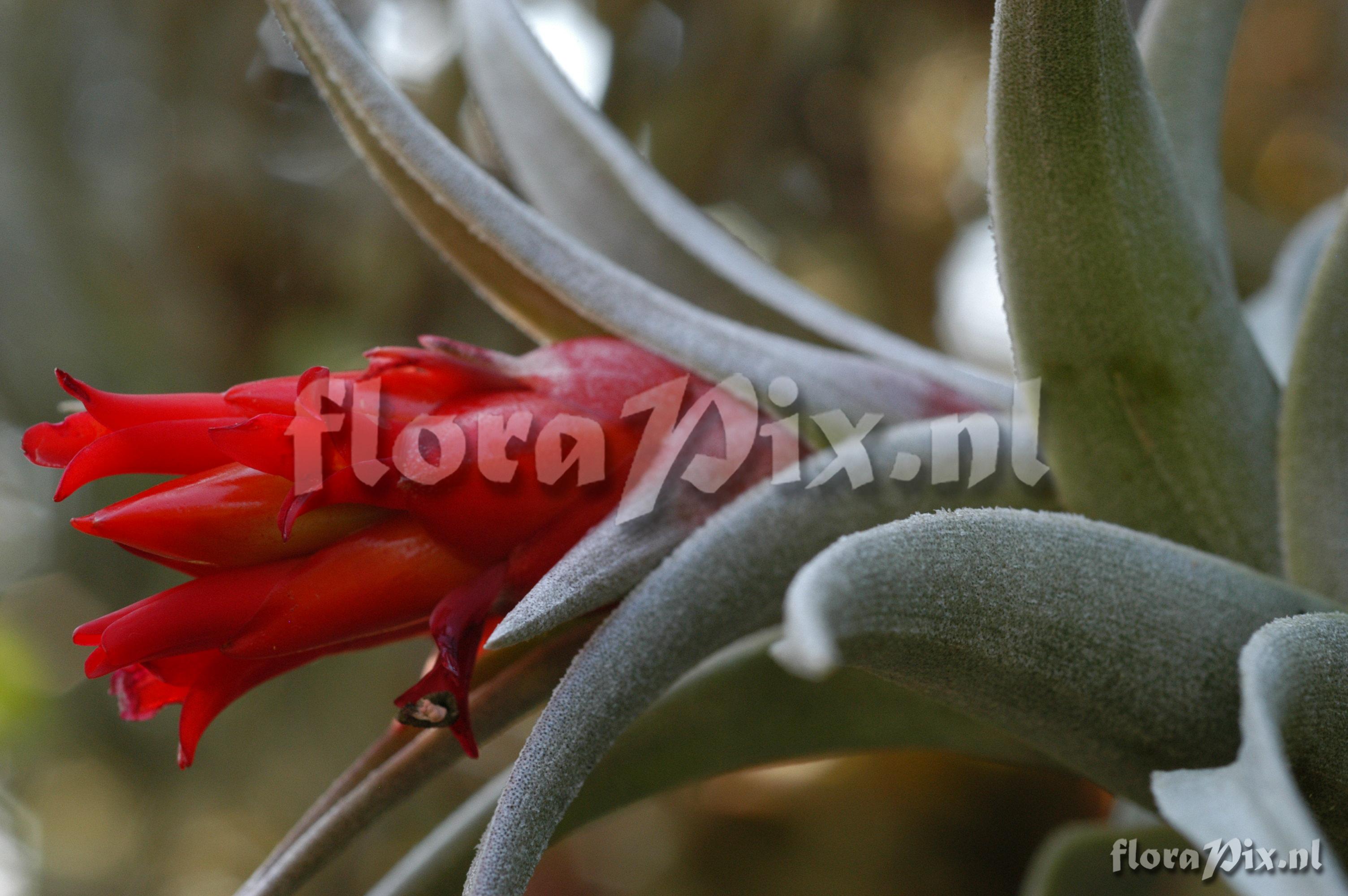 Tillandsia edithae