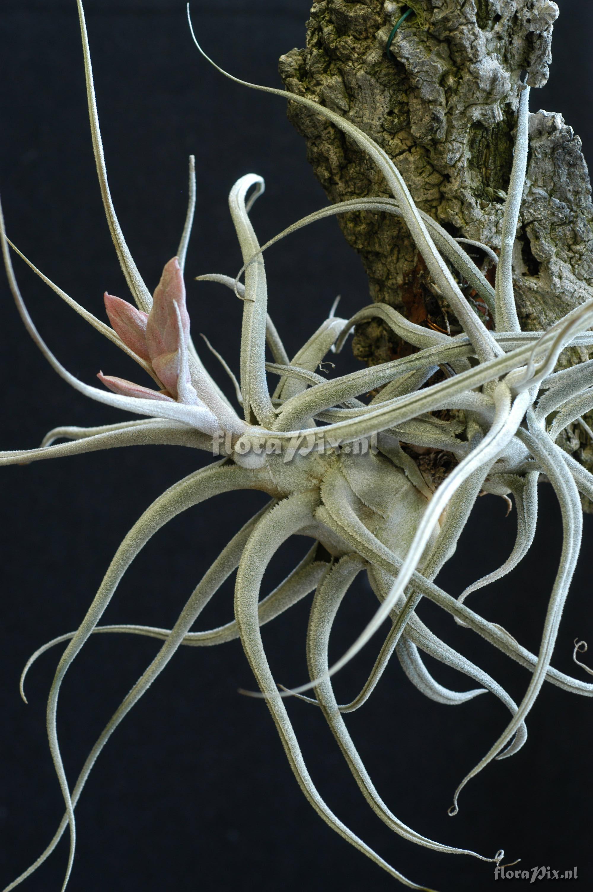 Tillandsia ehlersiana