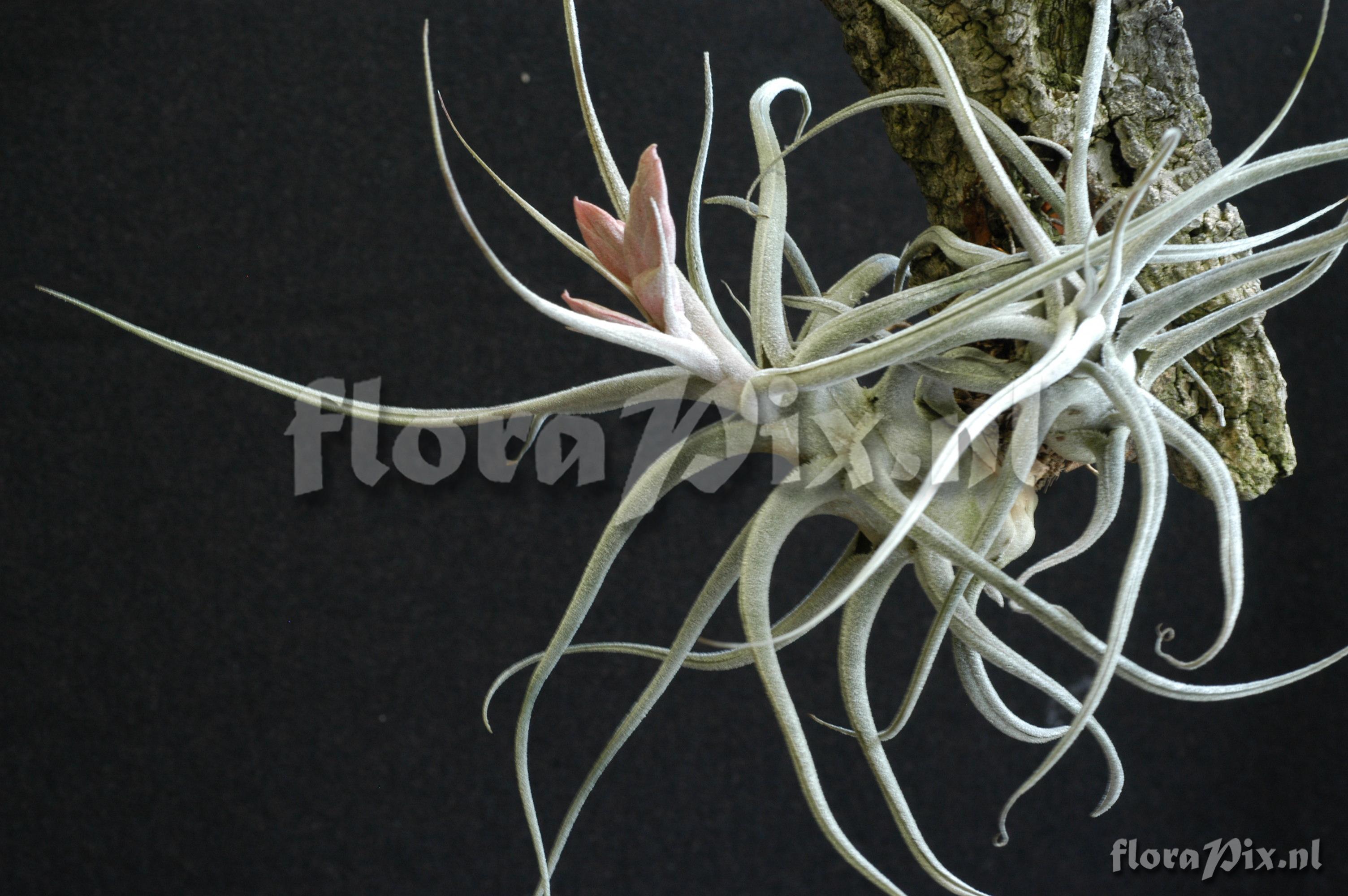 Tillandsia ehlersiana