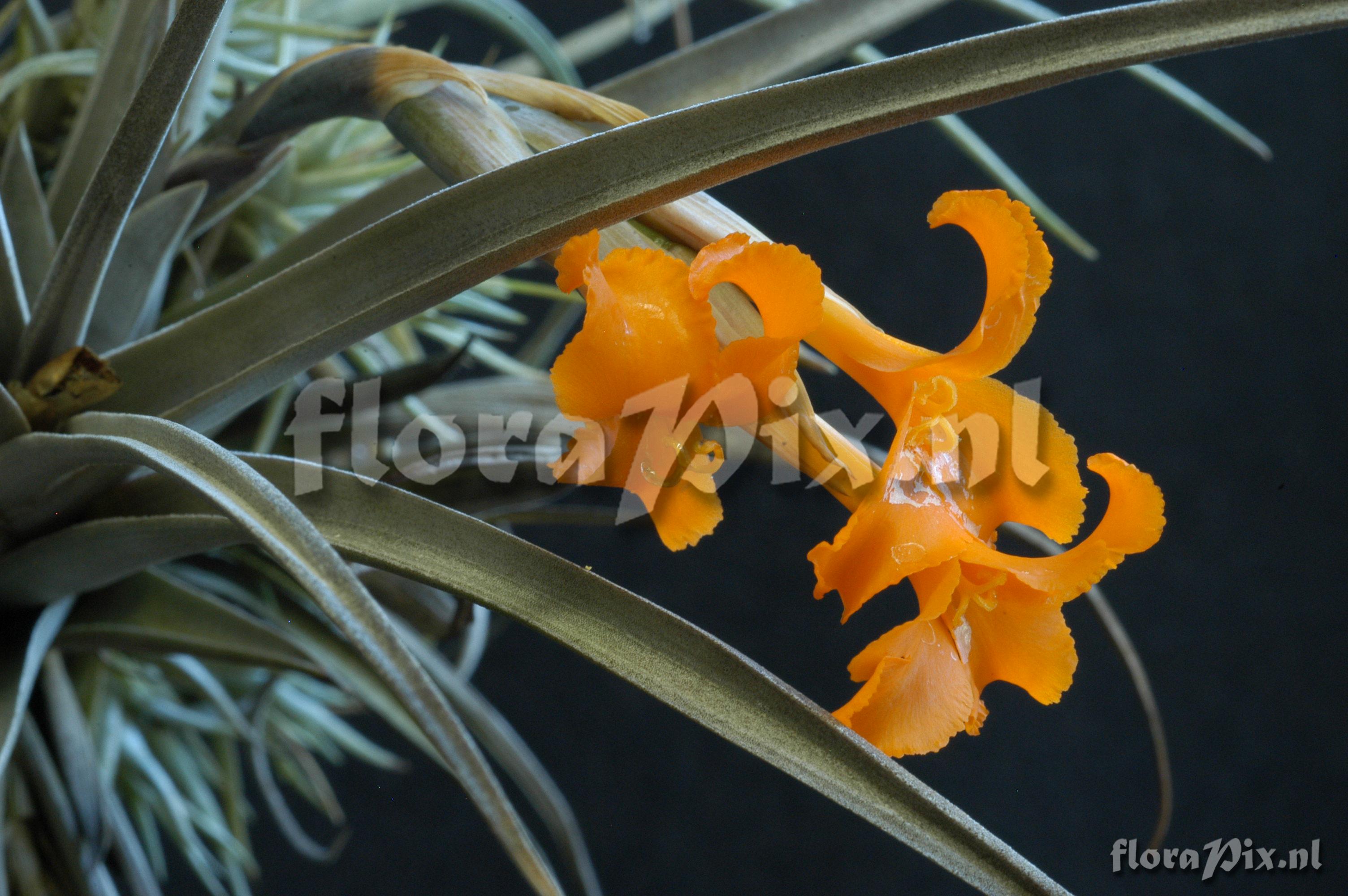 Tillandsia erici