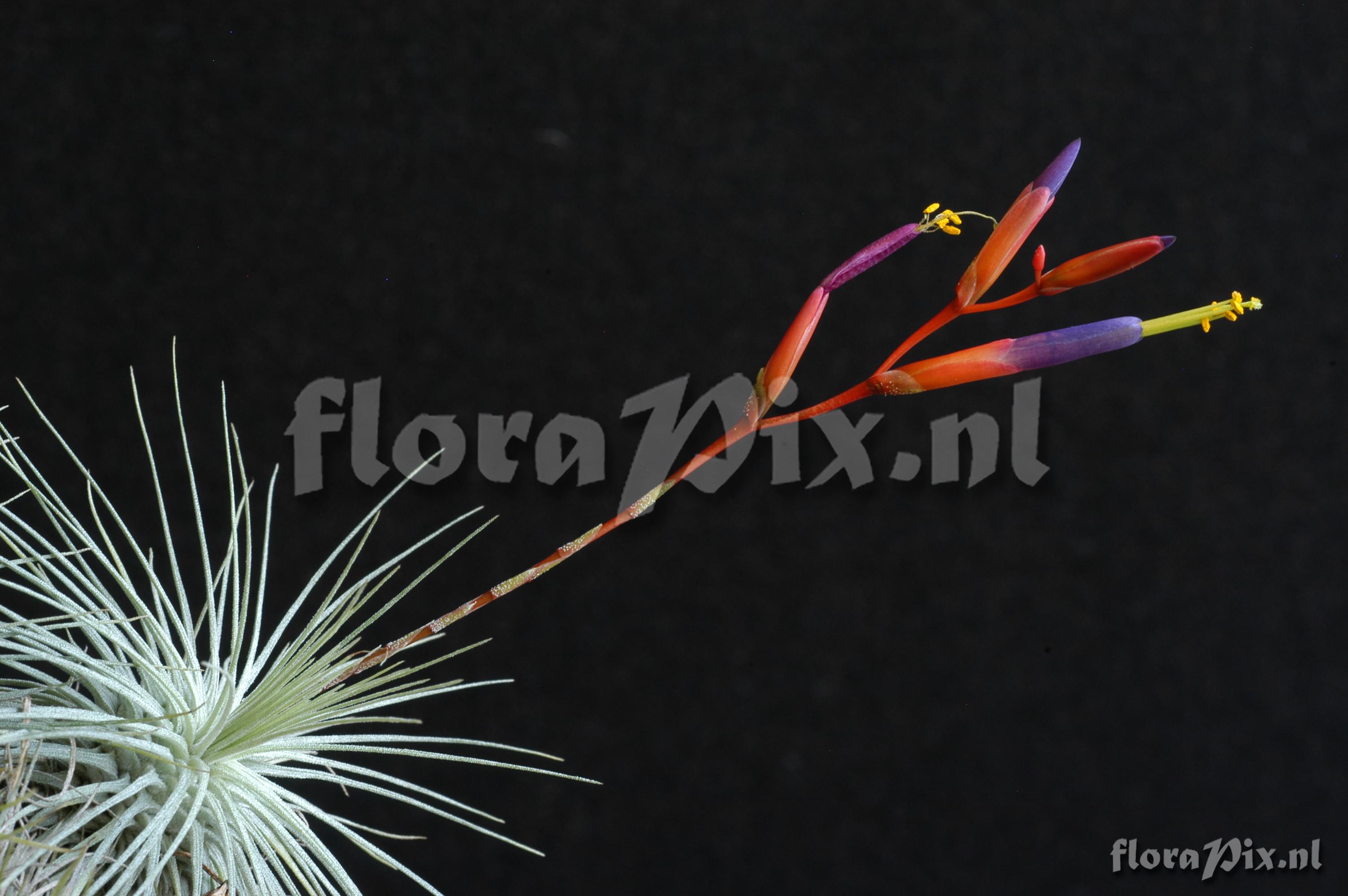 Tillandsia fuchsii