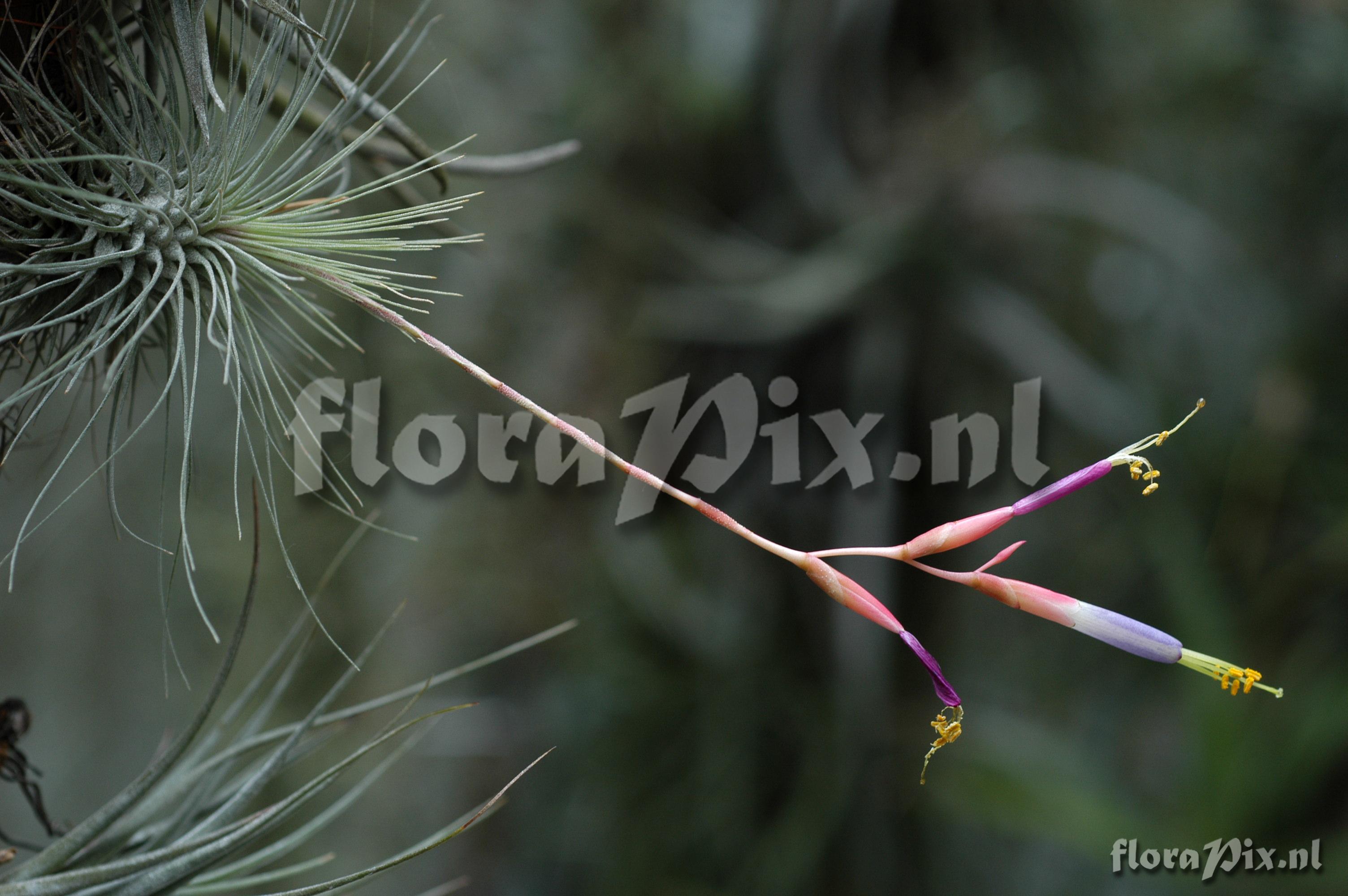 Tillandsia fuchsii