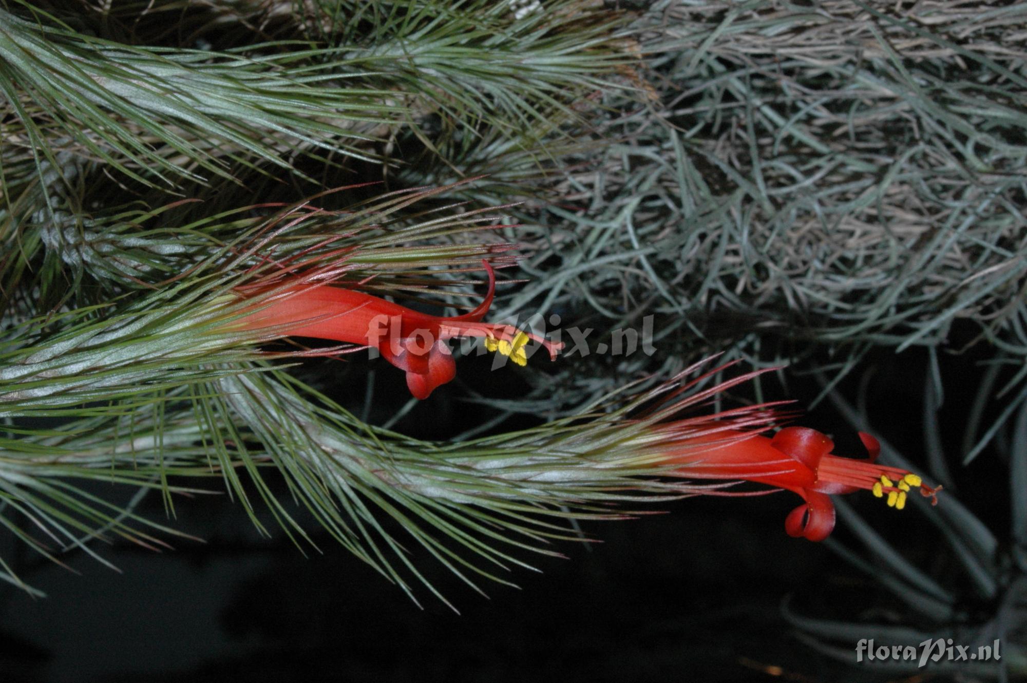 Tillandsia funciana