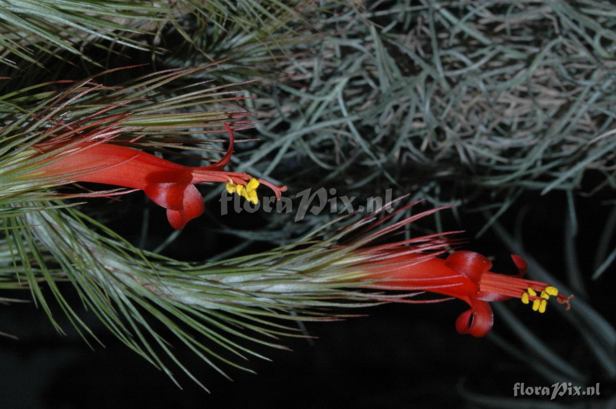 Tillandsia funciana