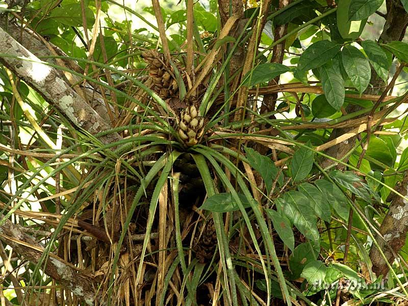 Aechmea longifolia