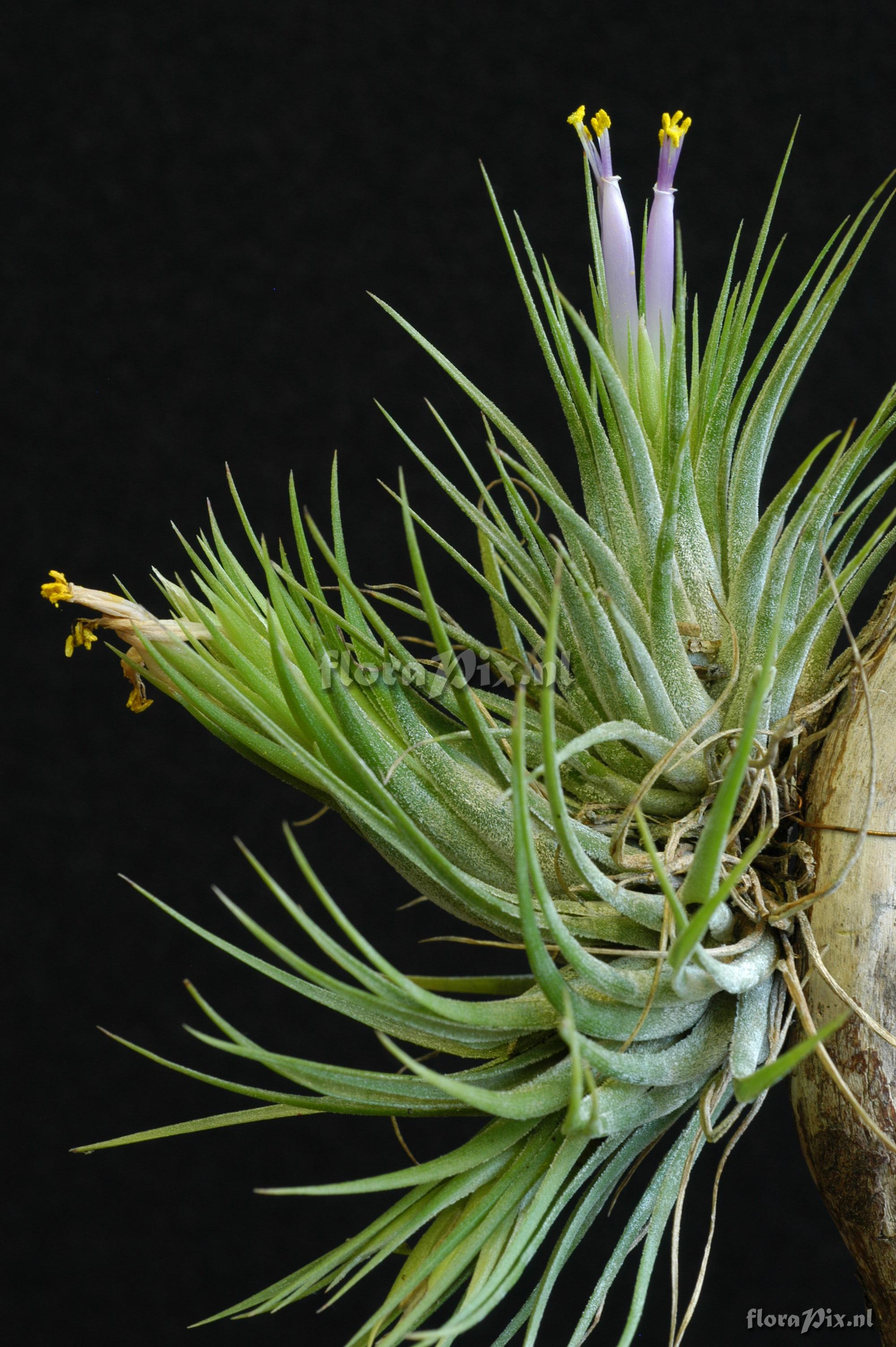 Tillandsia ionantha var scaposa