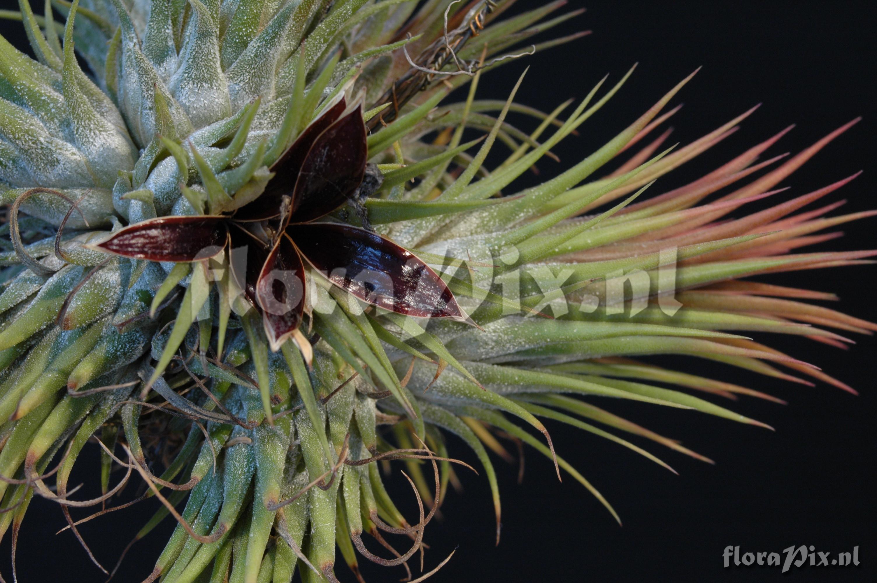 Tillandsia ionantha var. stricta  zaaddoos