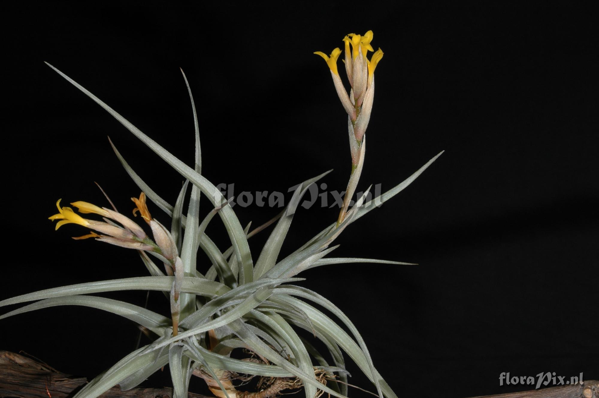 Tillandsia xerographica x Tillandsia brachycaulos 2008GR01458