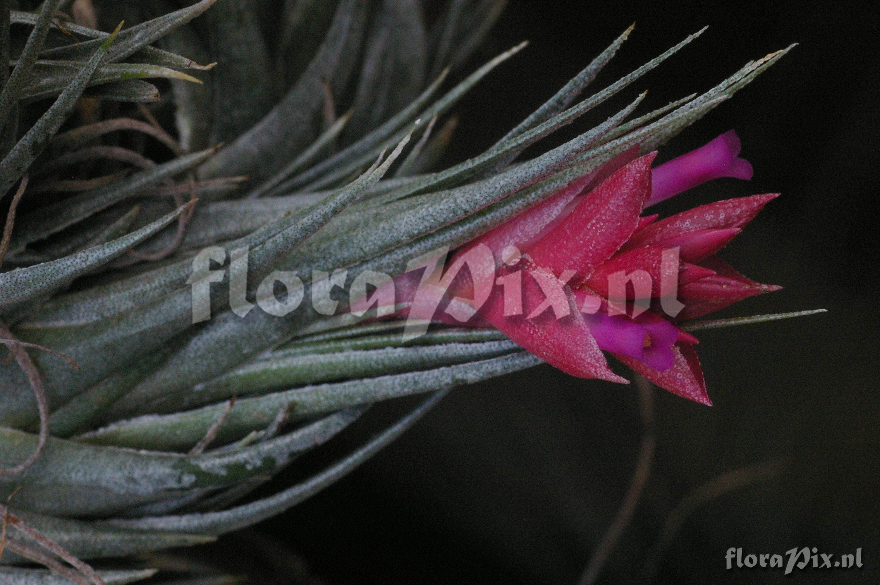 Tillandsia kautskii