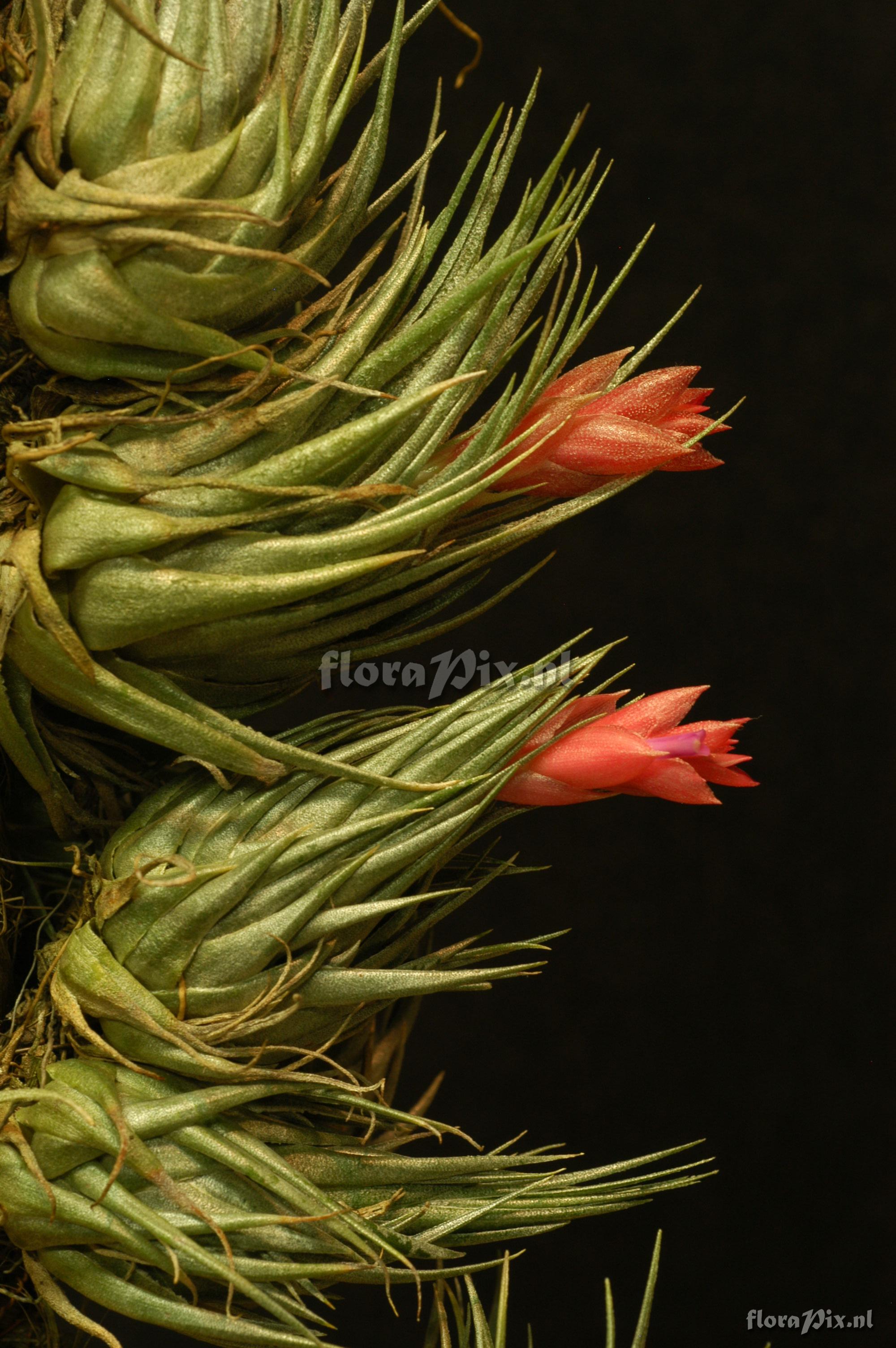 Tillandsia kautskyi