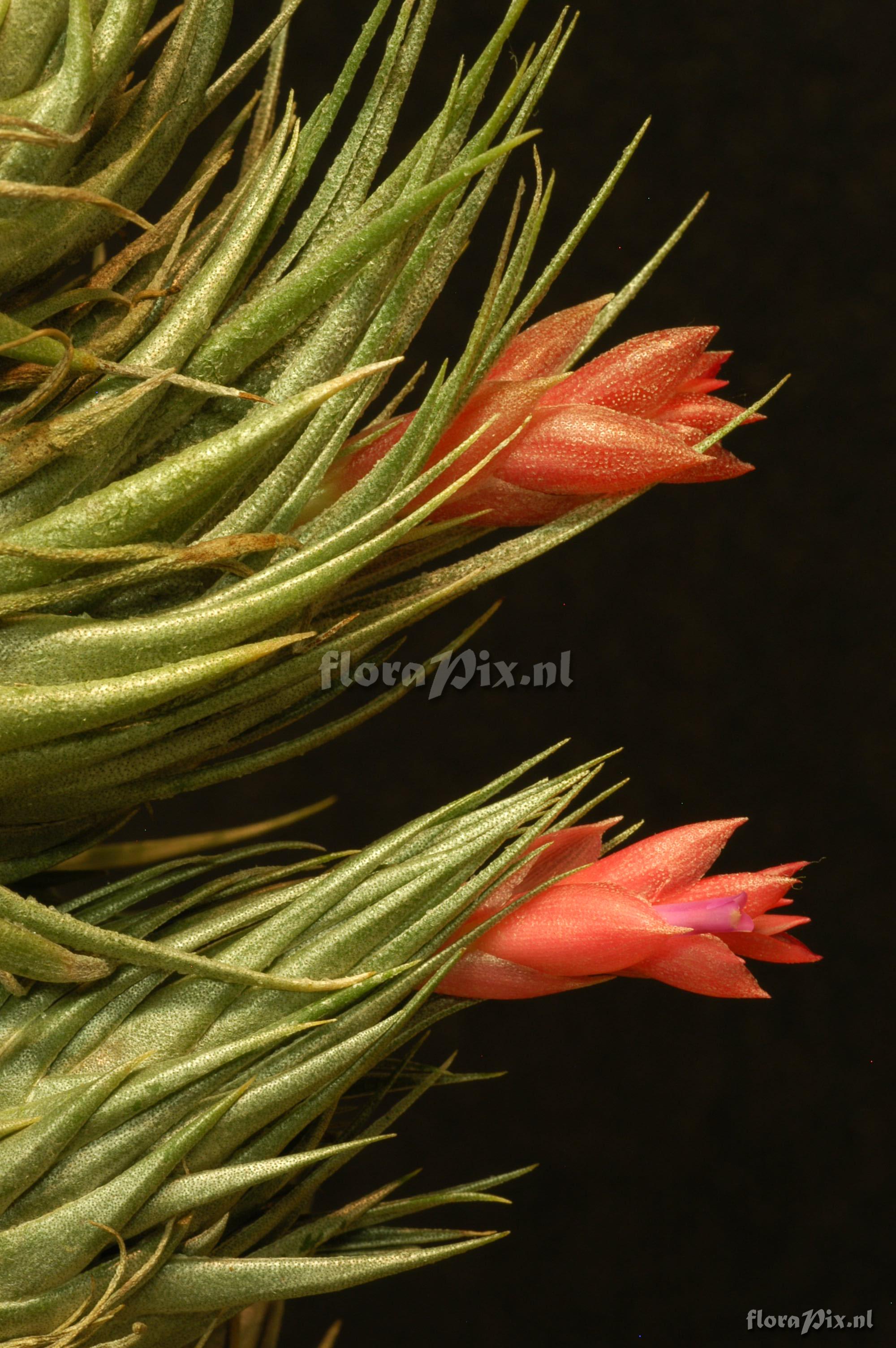 Tillandsia chiapensis EG263