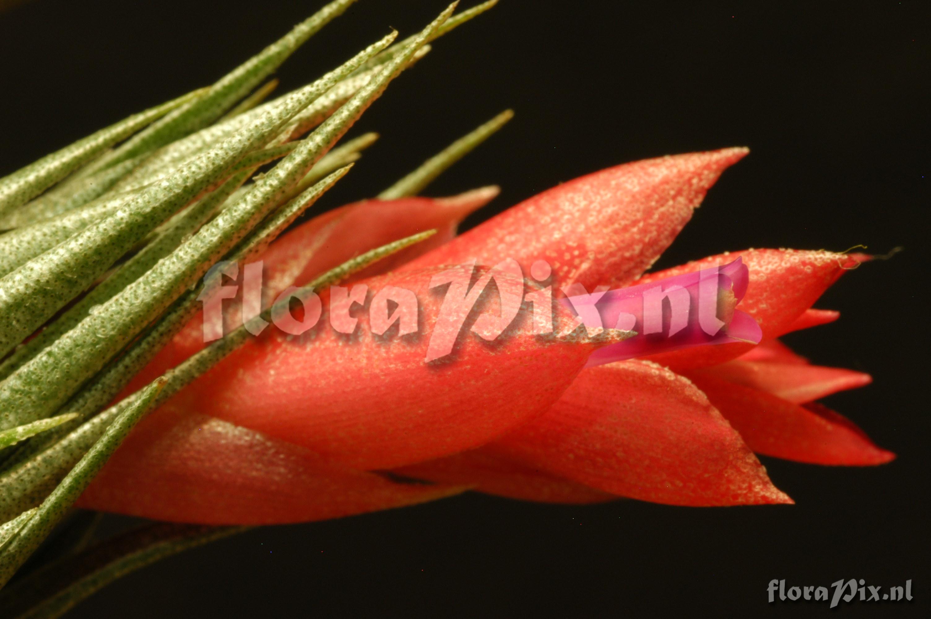 Tillandsia kautskyi