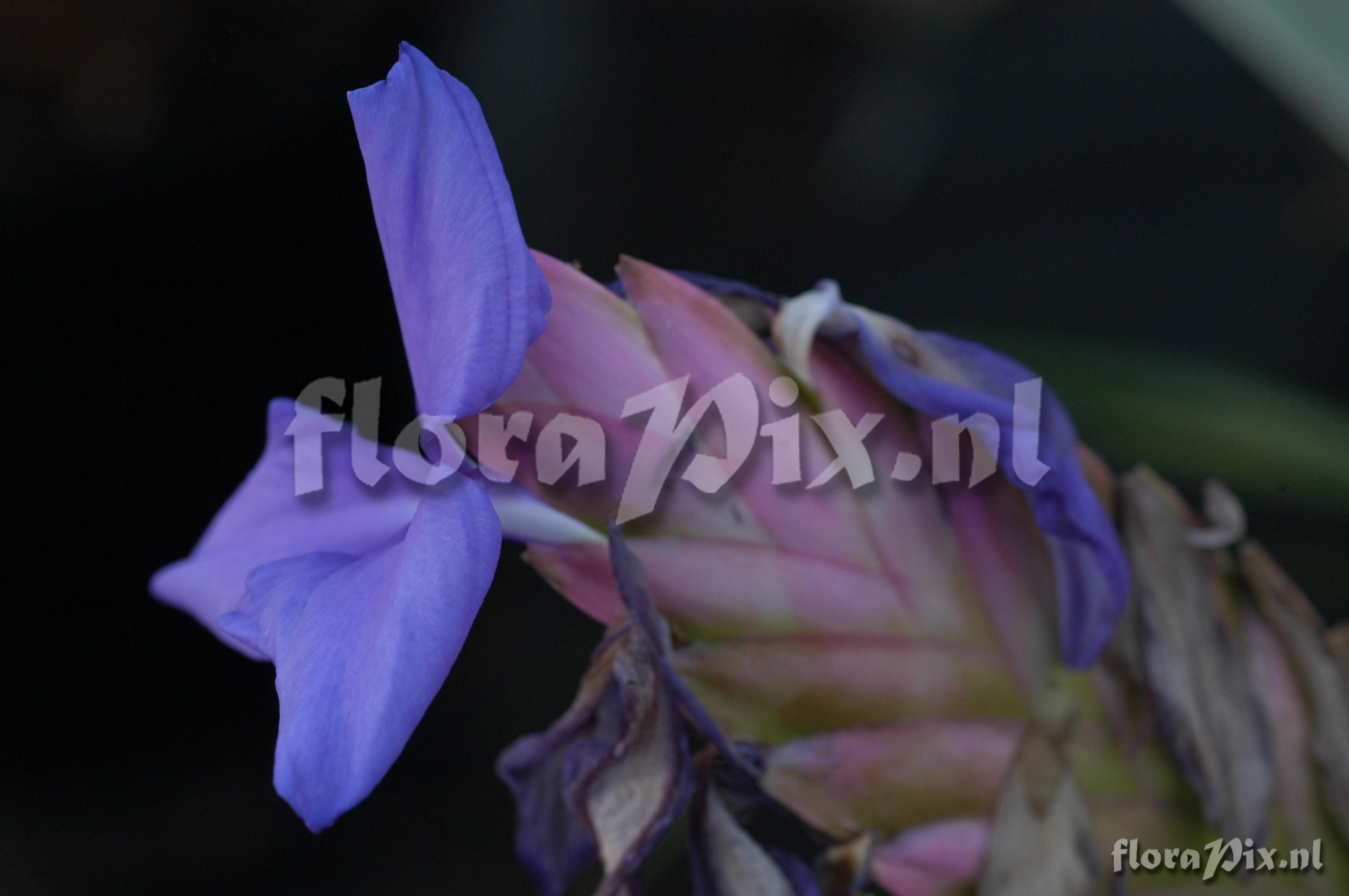 Tillandsia lindenii