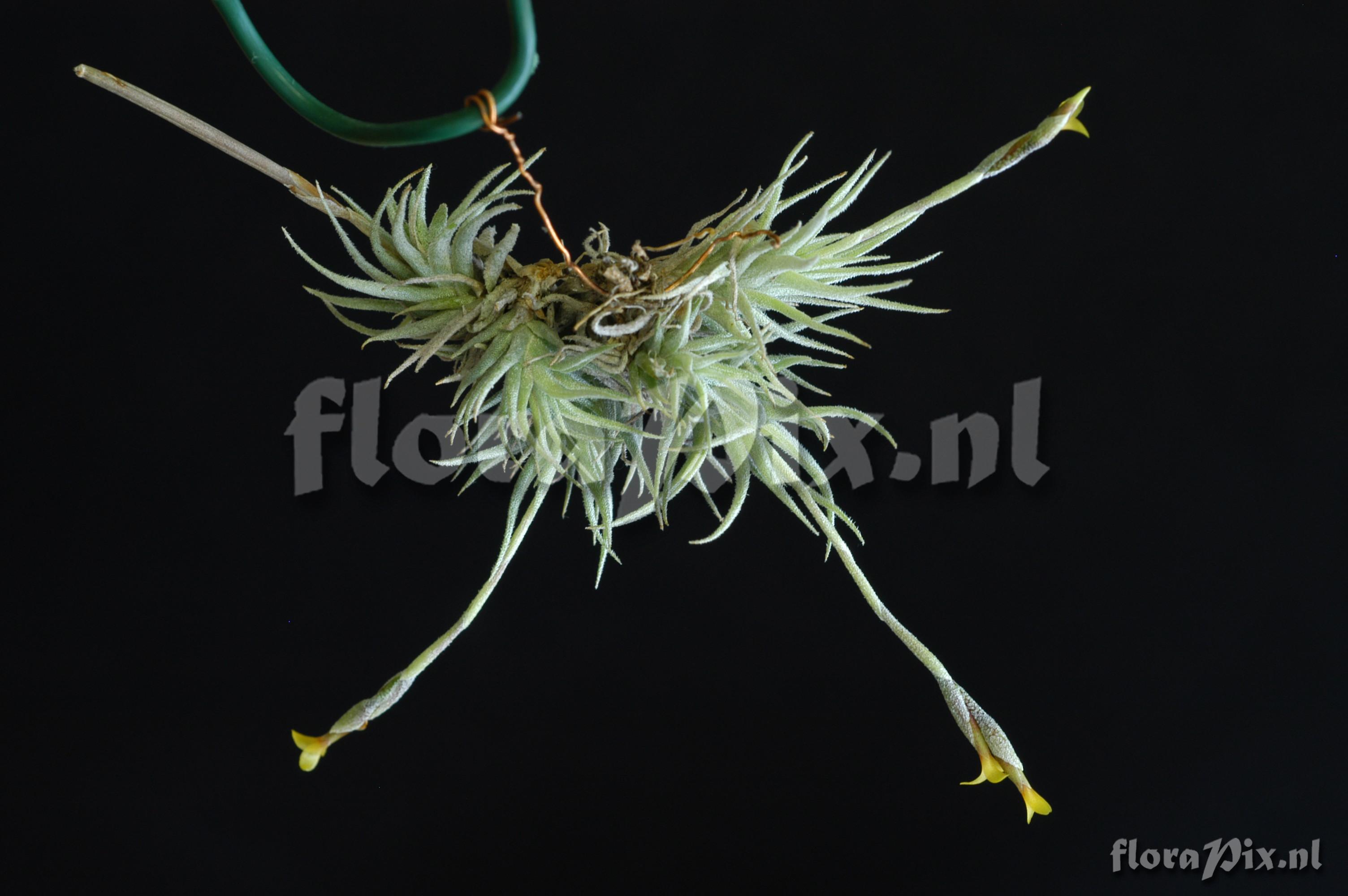 Tillandsia loliacea