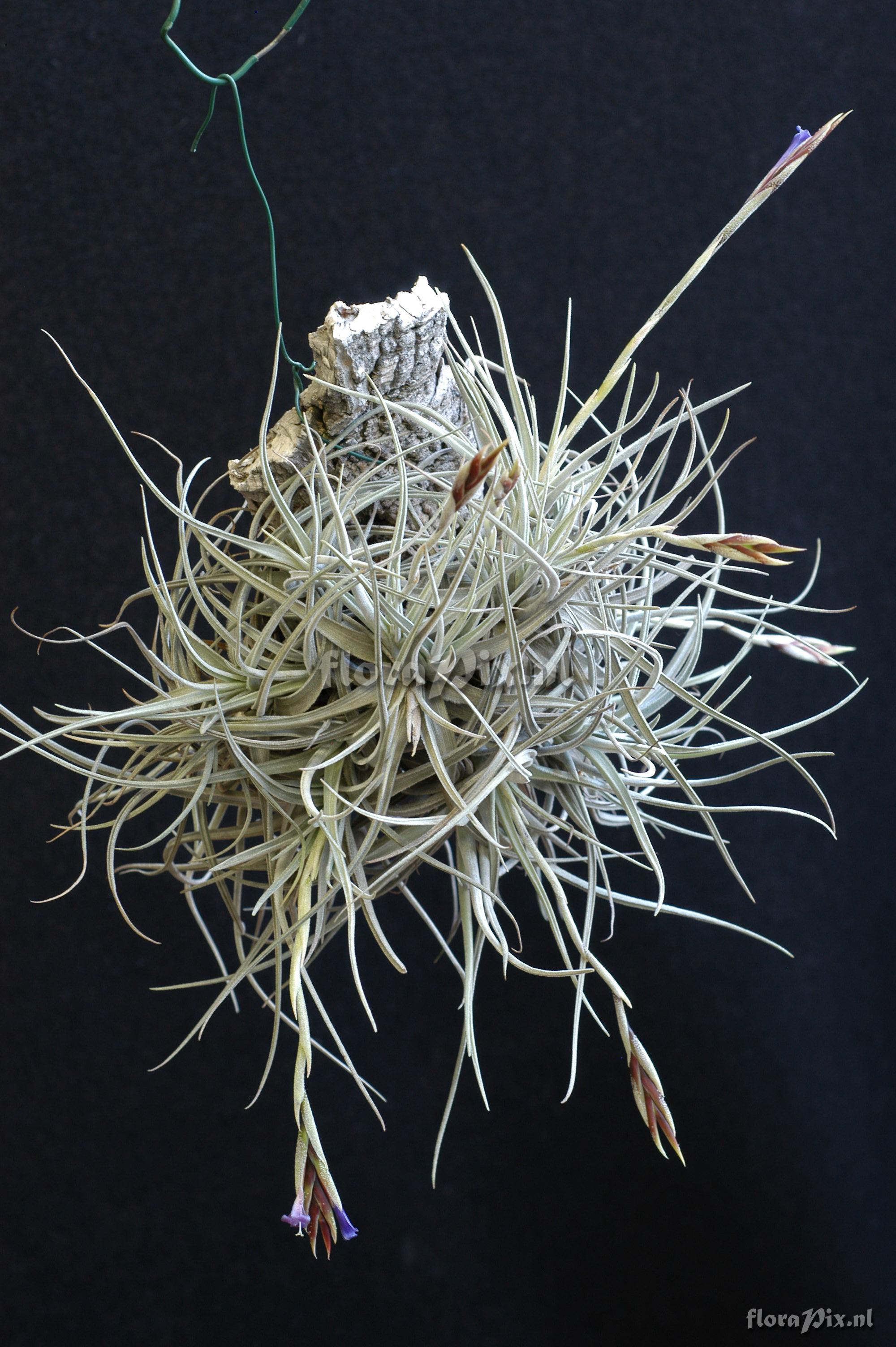 Tillandsia lorentziana