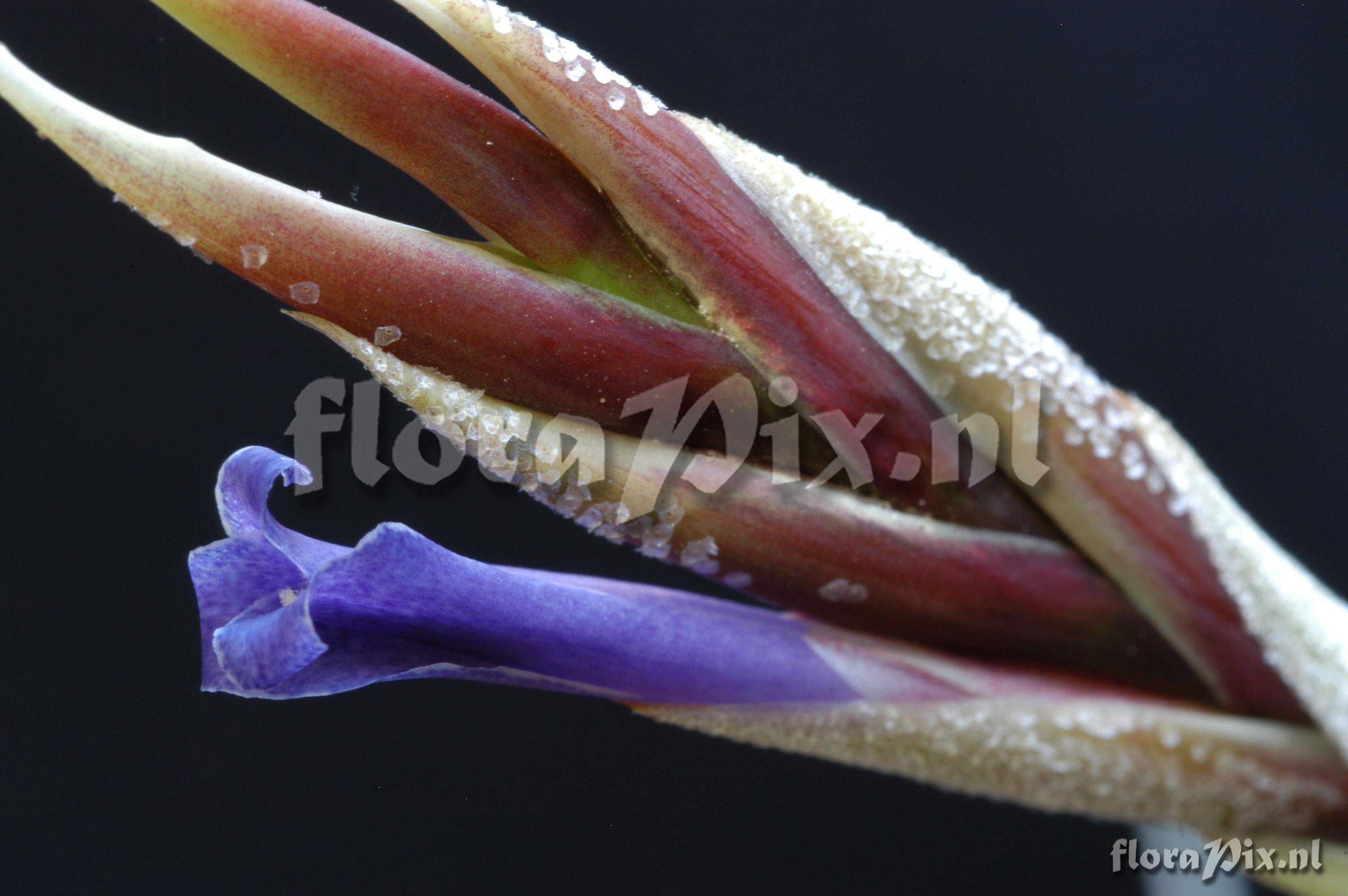 Tillandsia lorentziana