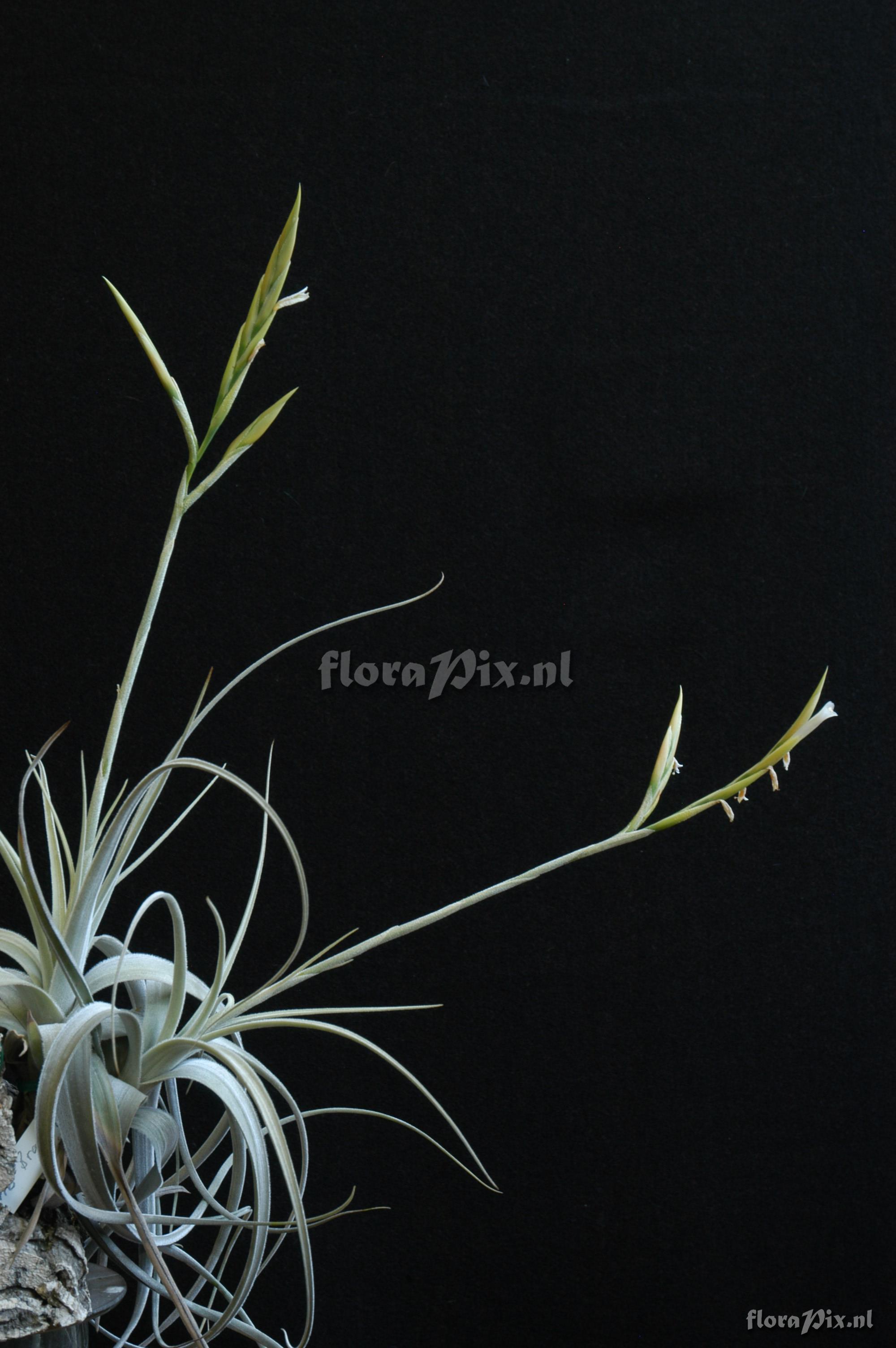 Tillandsia lorentziana