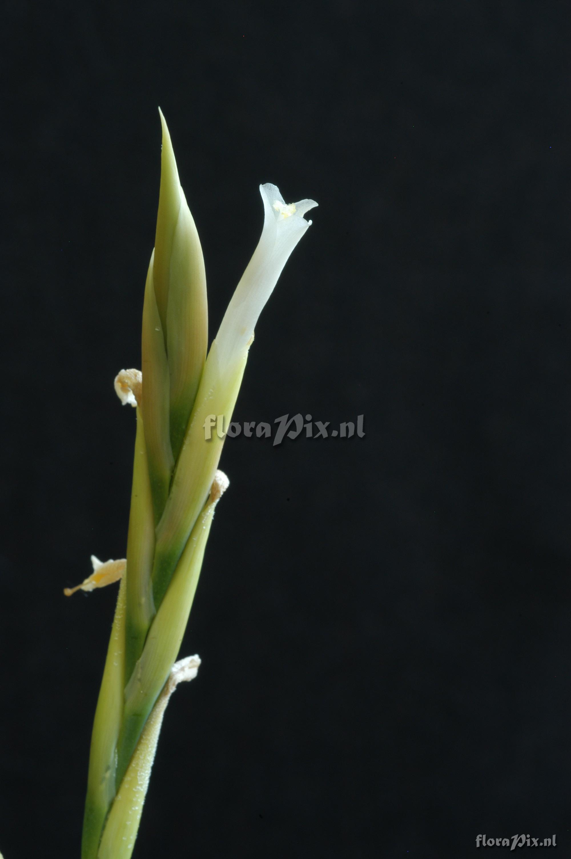 Tillandsia lorentziana