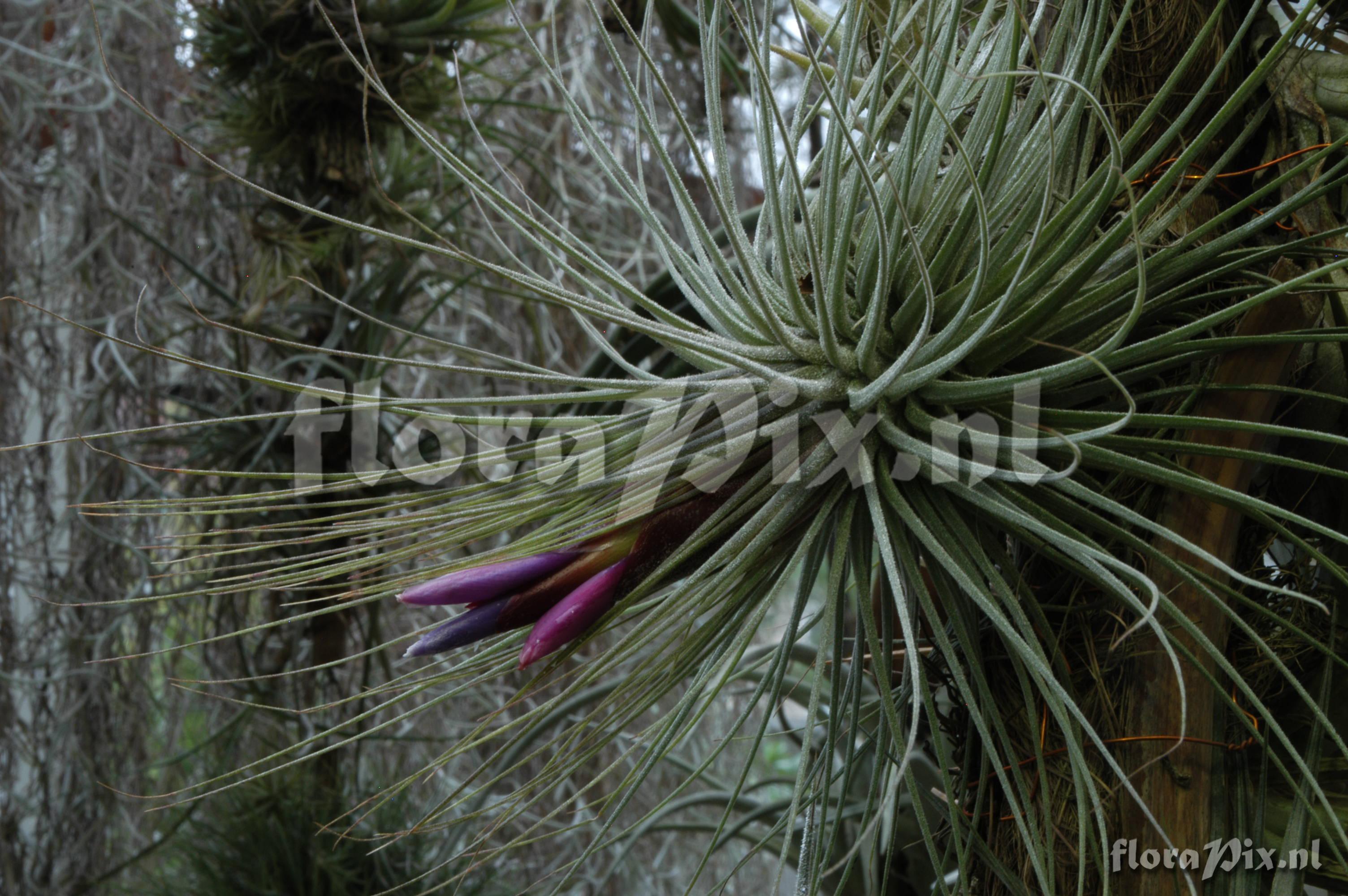 Tillandsia magnusiana