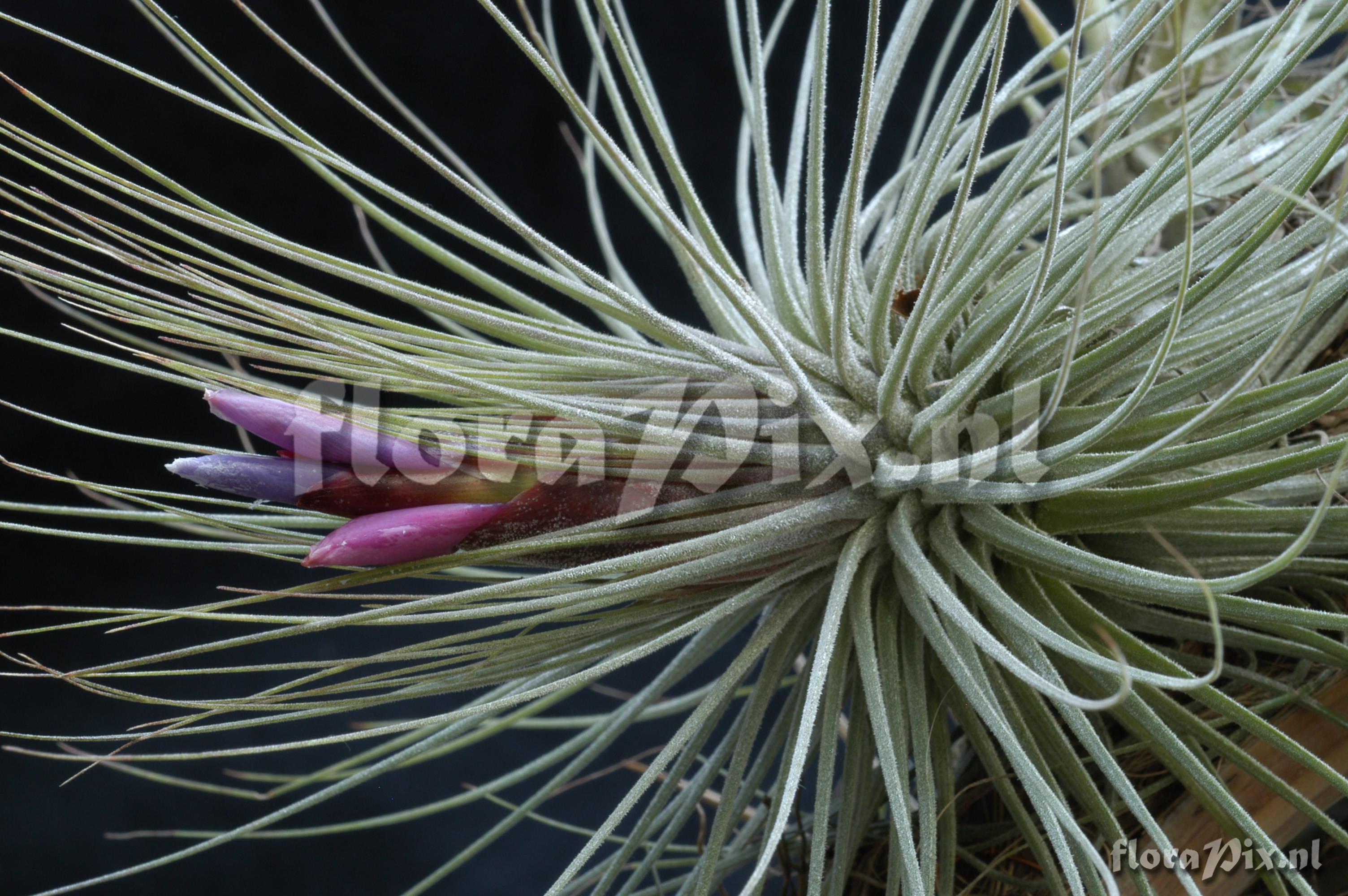 Tillandsia magnusiana