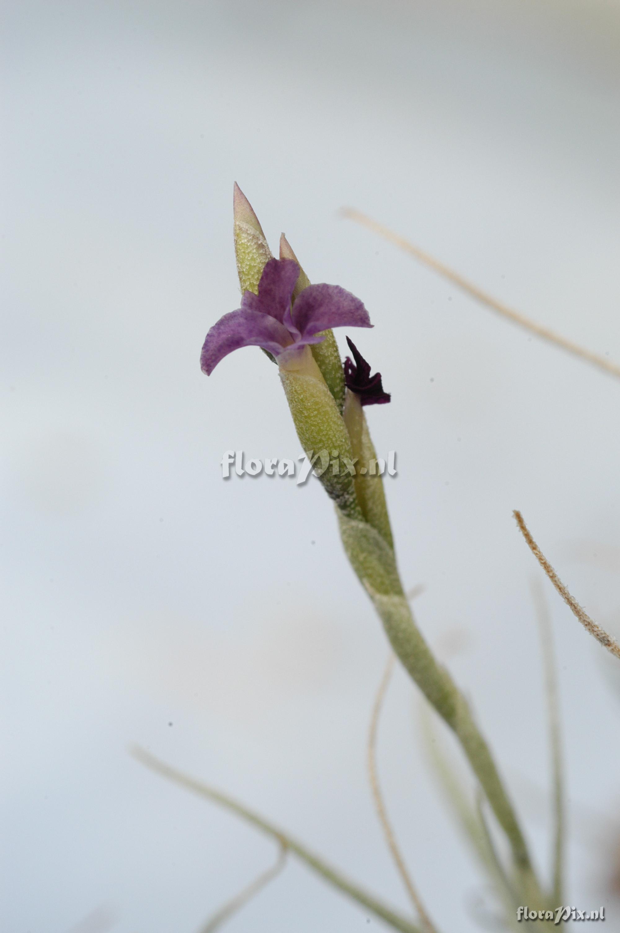 Tillandsia marconae