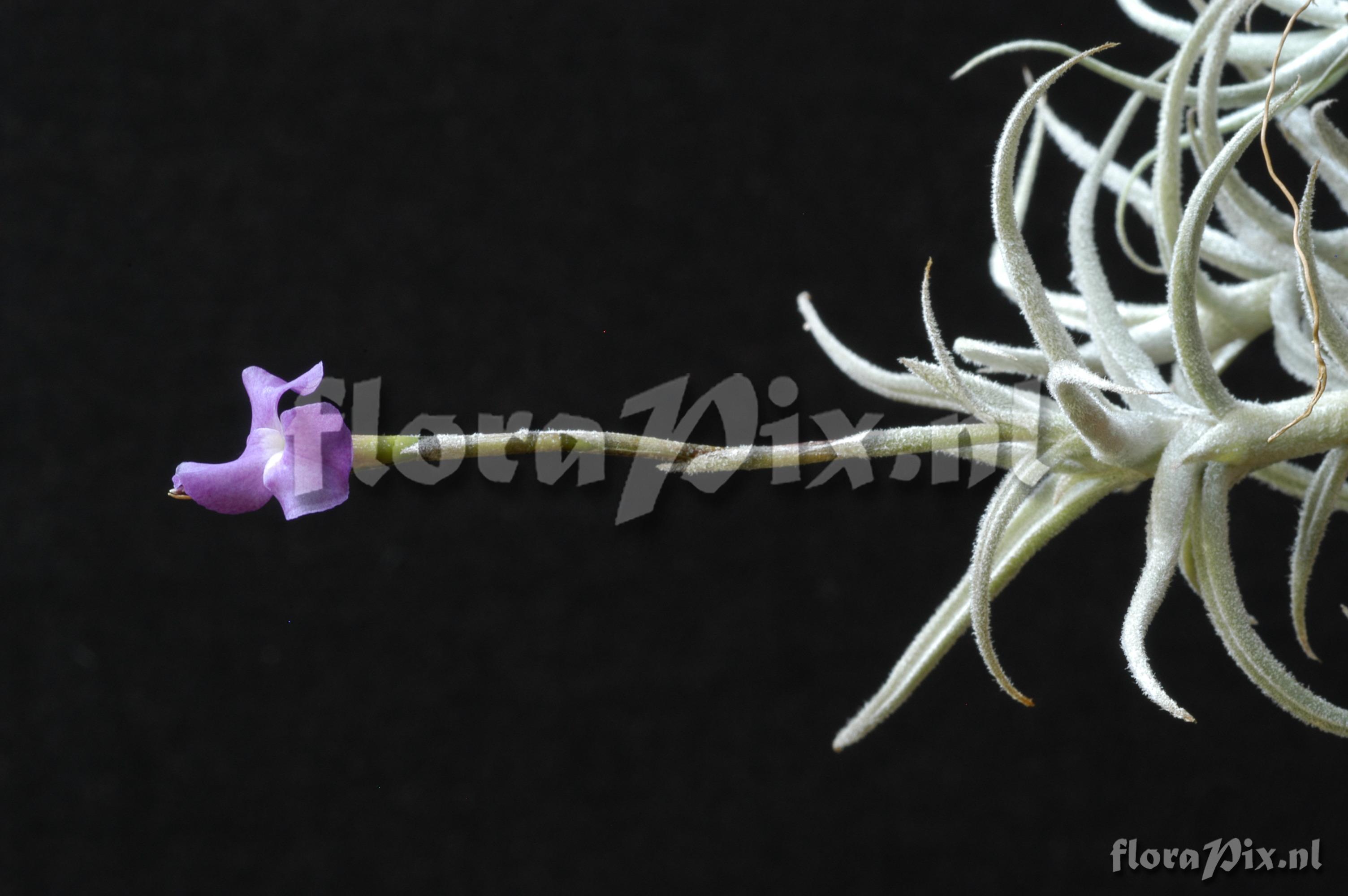 Tillandsia paleacea