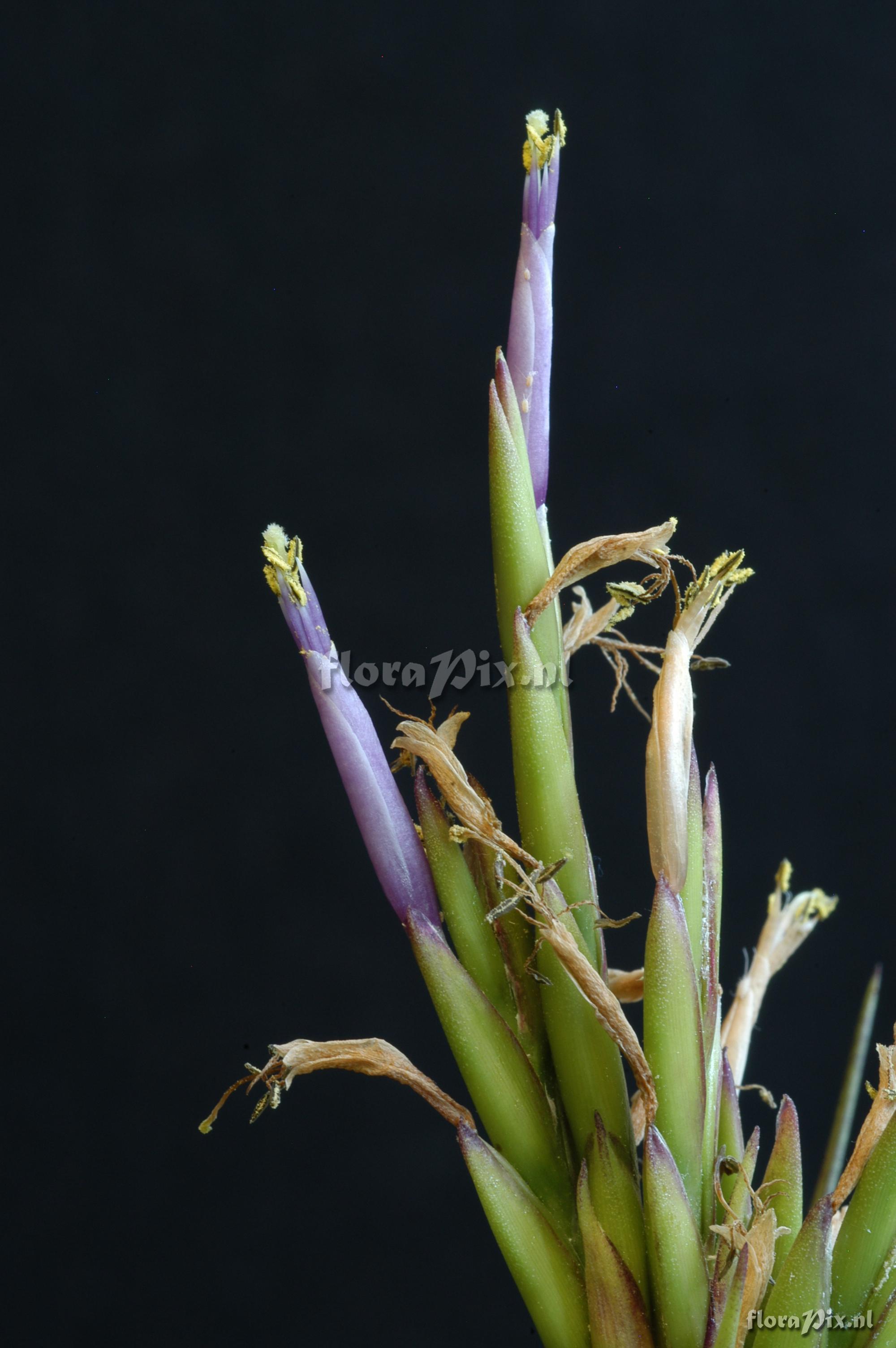 Tillandsia polystachia