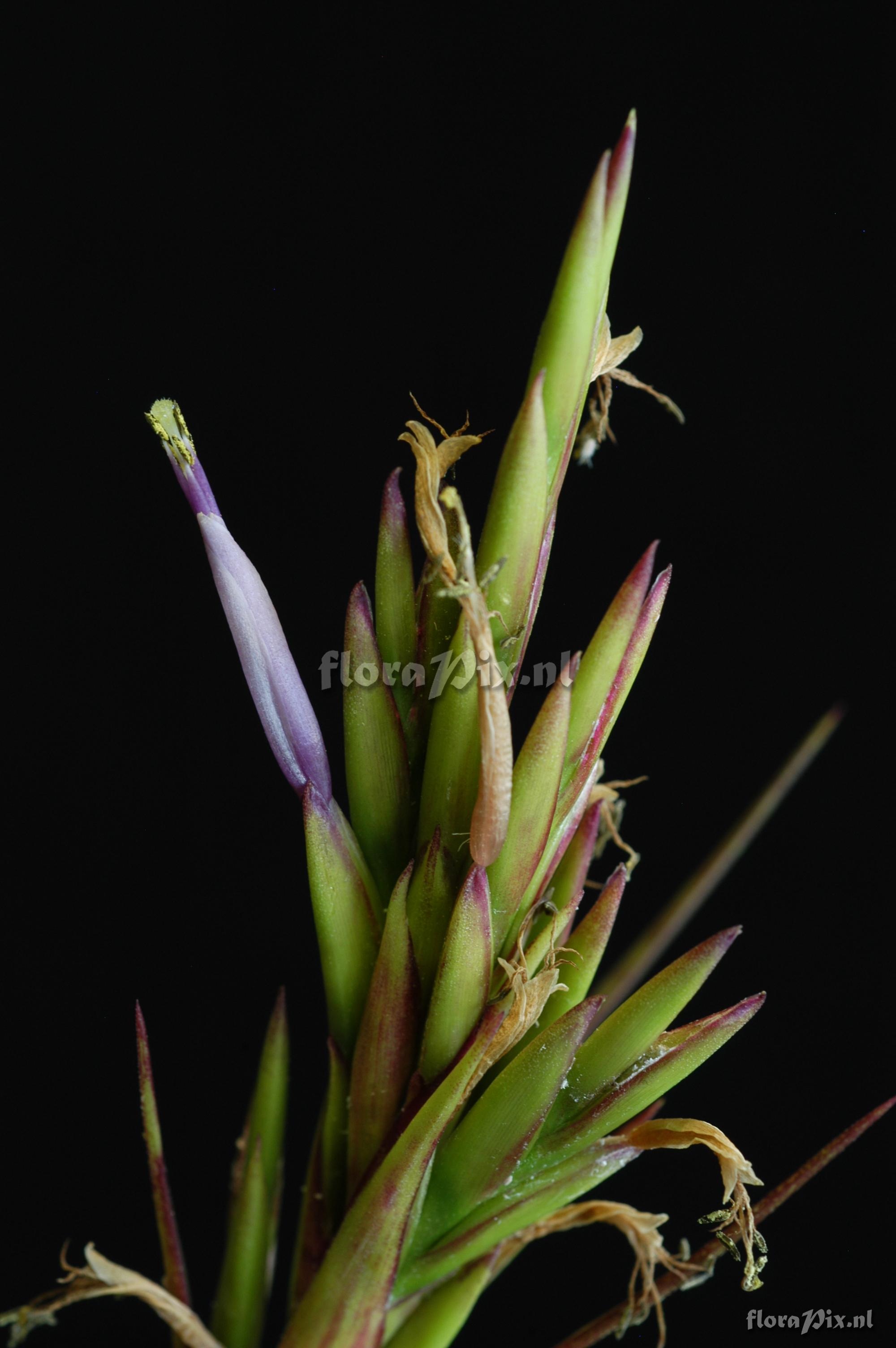 Tillandsia polystachia