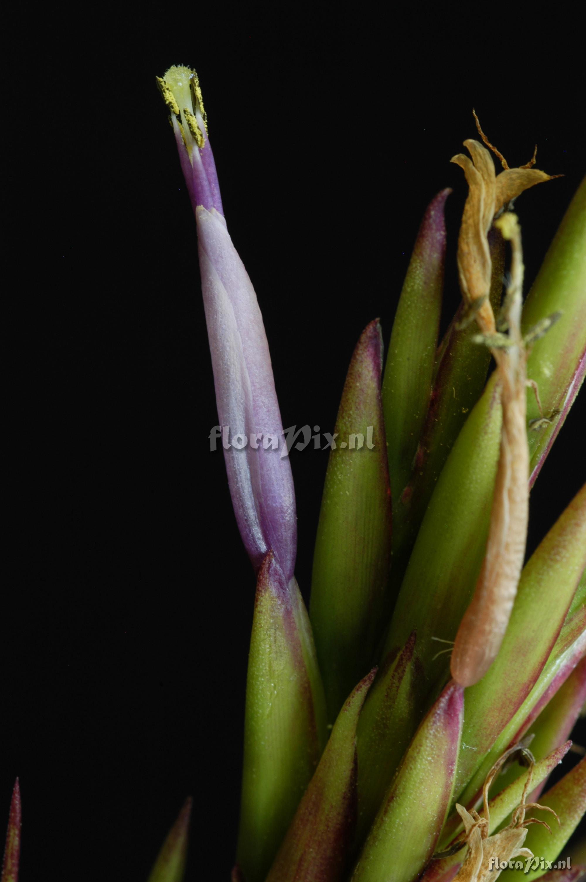 Tillandsia polystachia