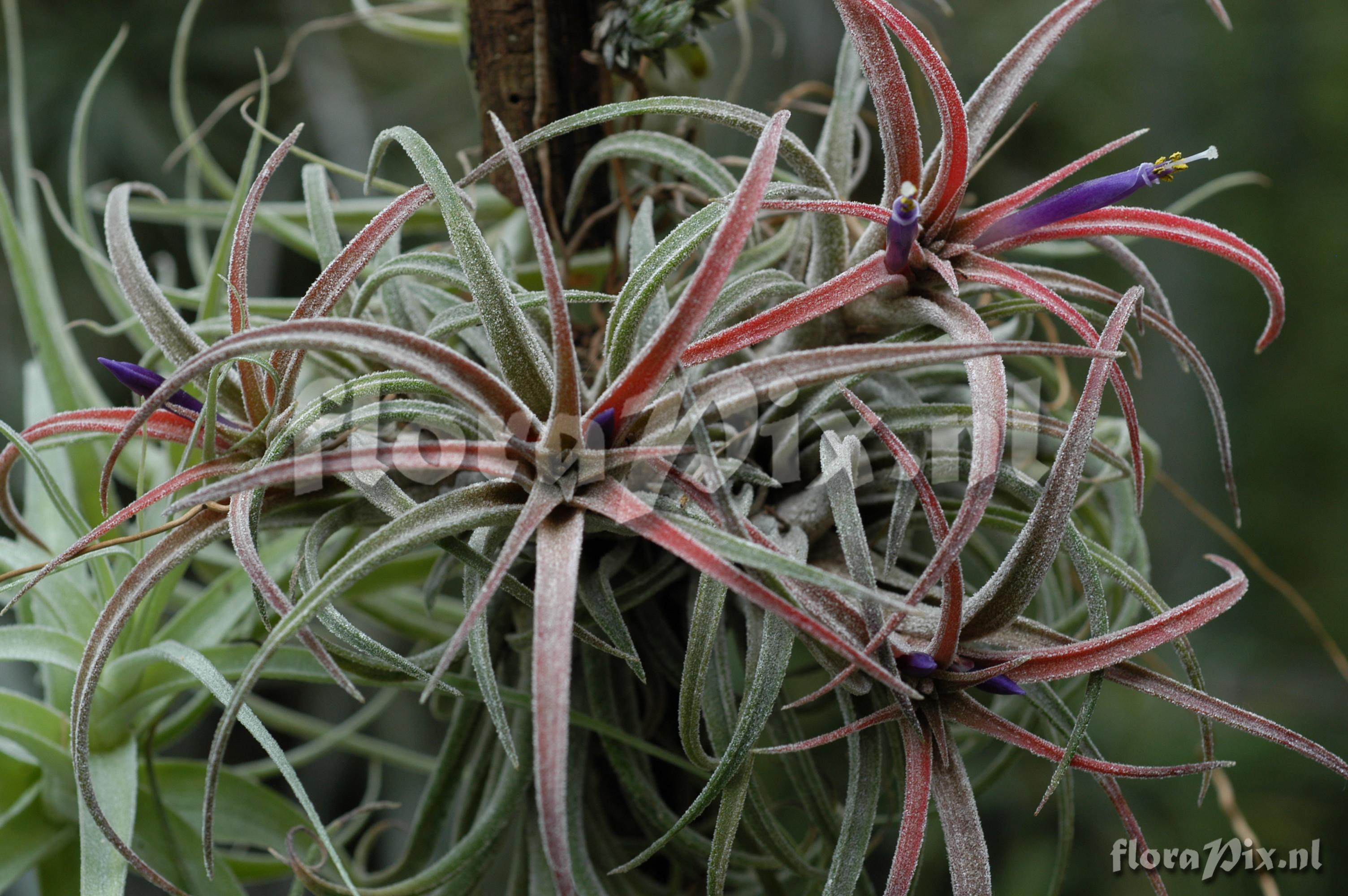 Tillandsia praschekii