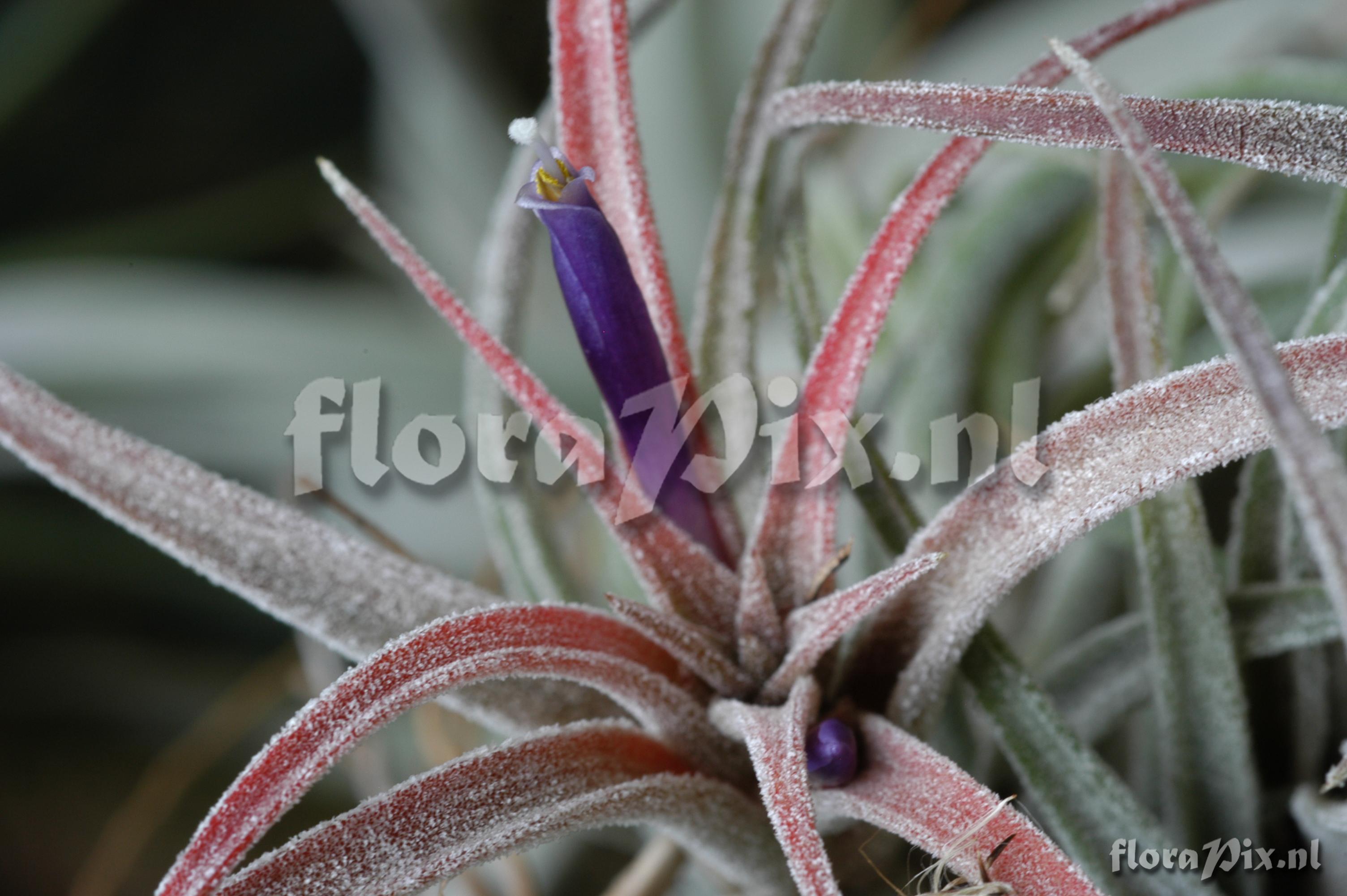 Tillandsia praschekii