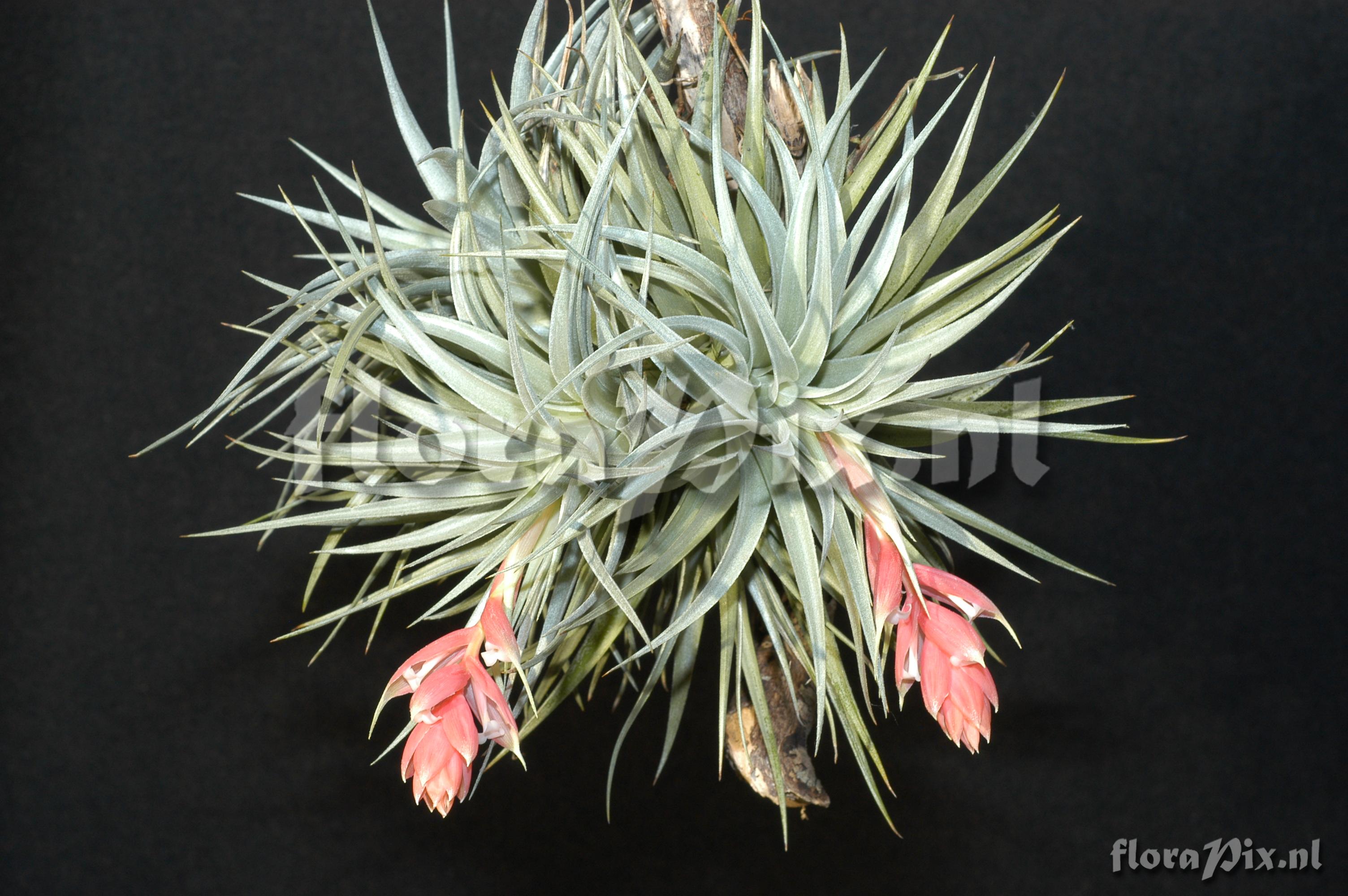 Tillandsia recurvifolia