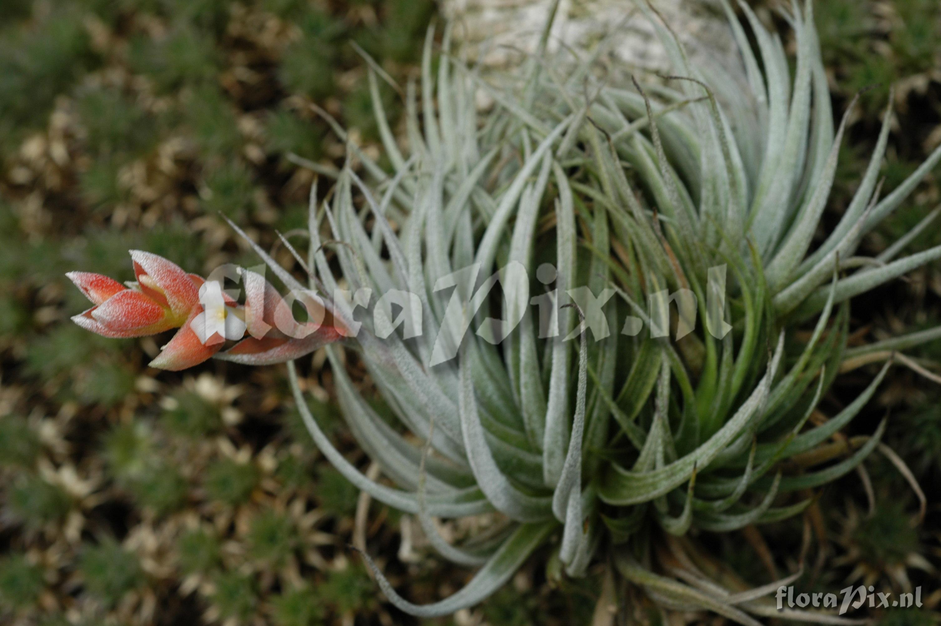 Tillandsia recurvifolia var. subsecundifolia