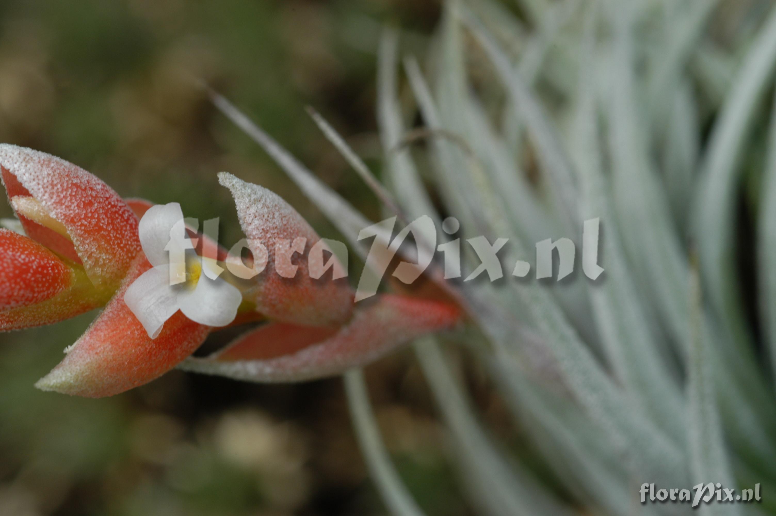 Tillandsia recurvifolia var. subsecundifolia