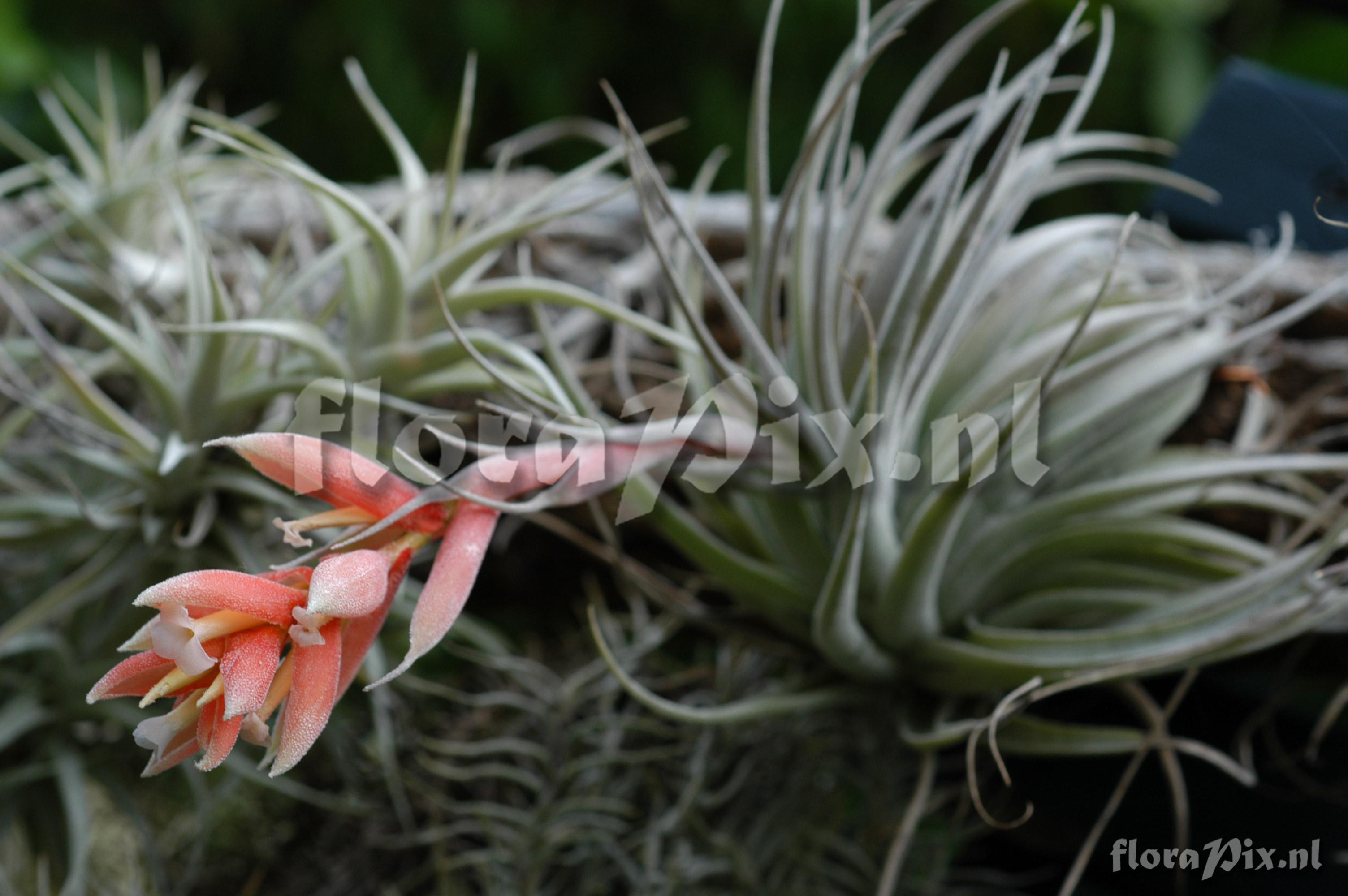 Tillandsia recurvifolia var. subsecundifolia EG Bak