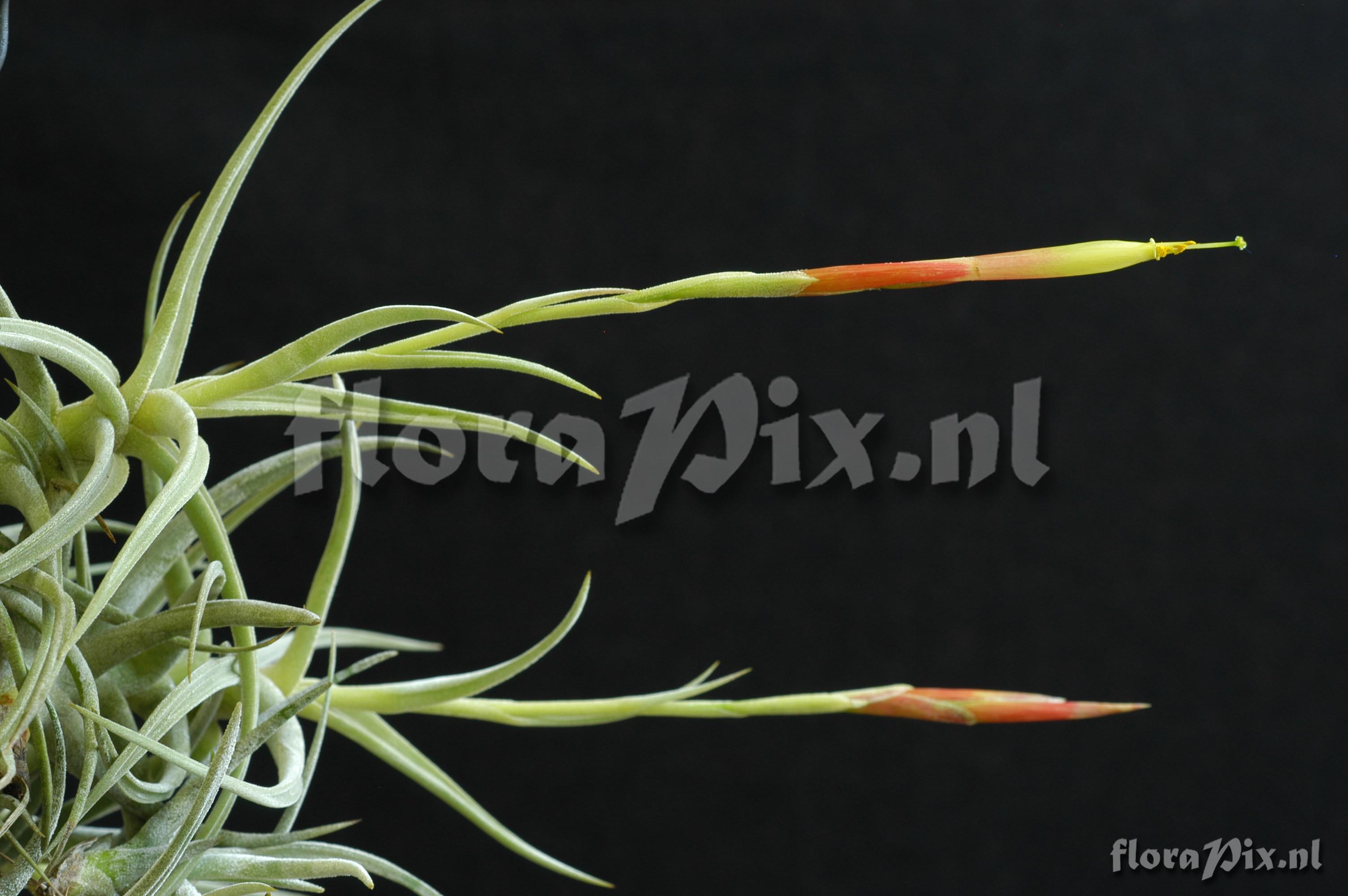 Tillandsia schiedeana