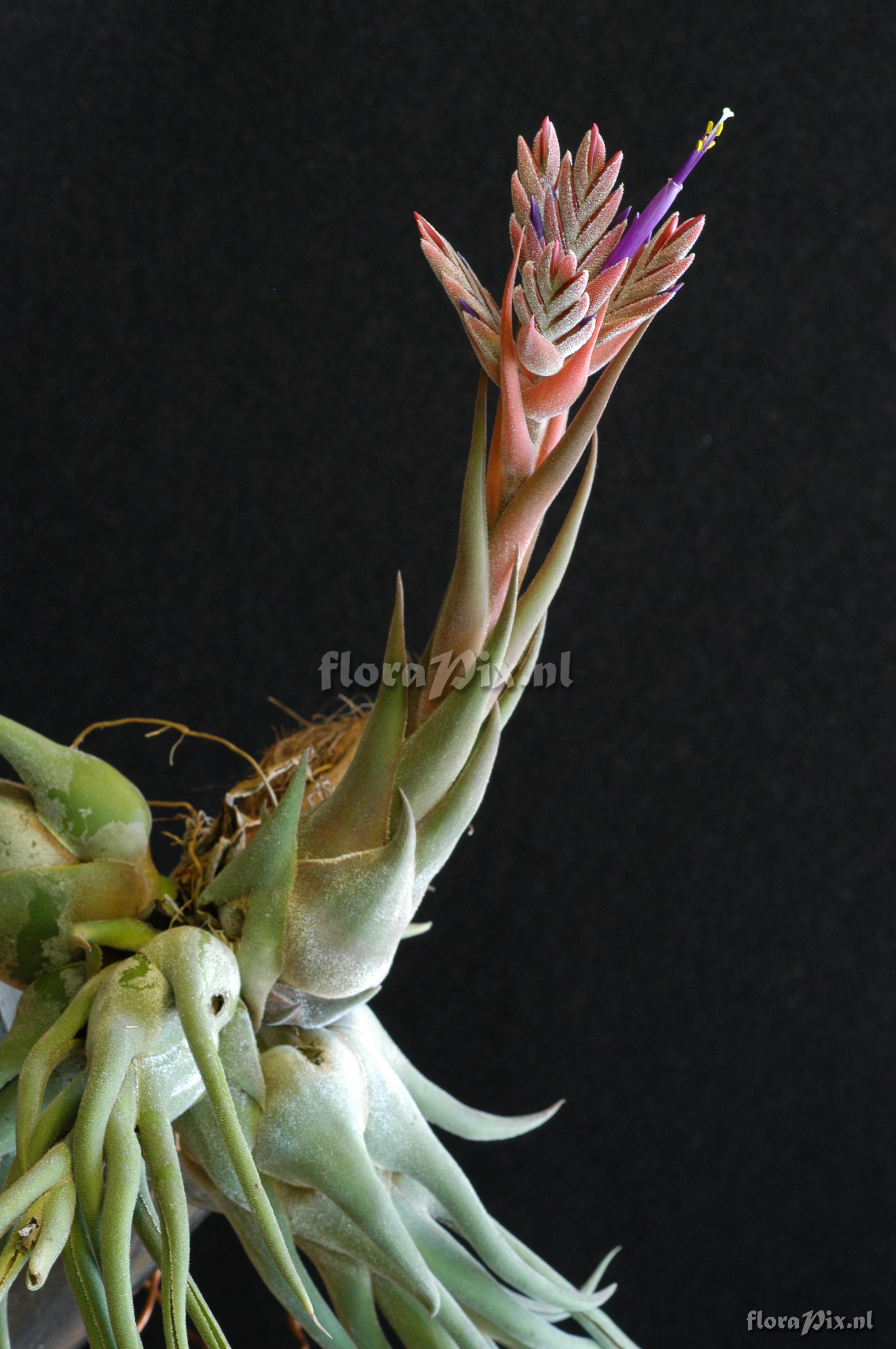 Tillandsia selerana